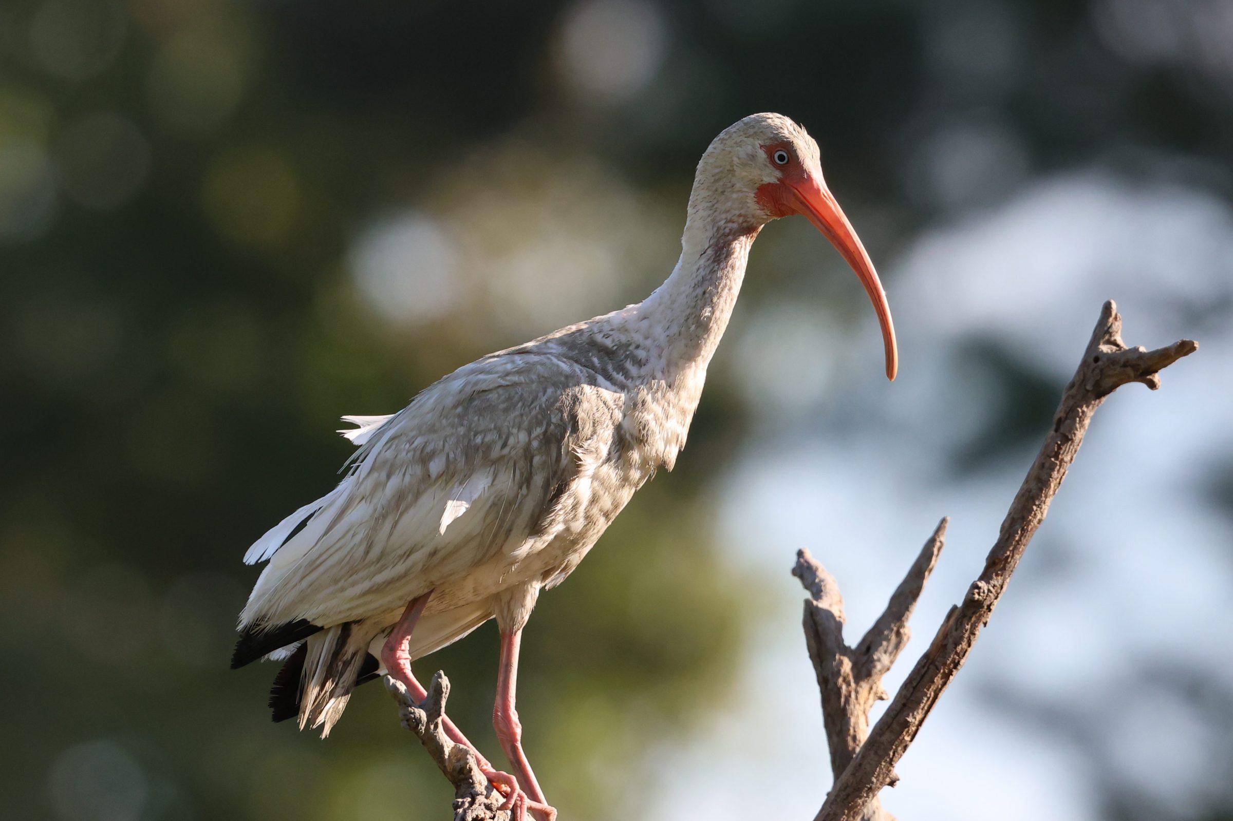 White Ibis