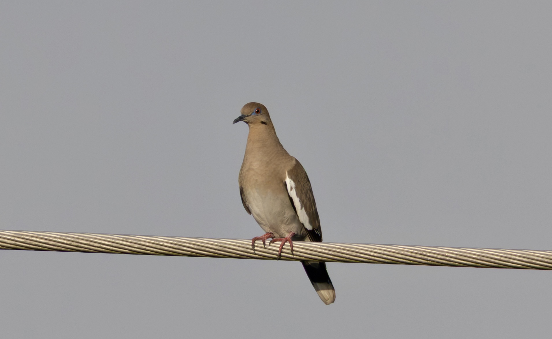 White-winged Dove
