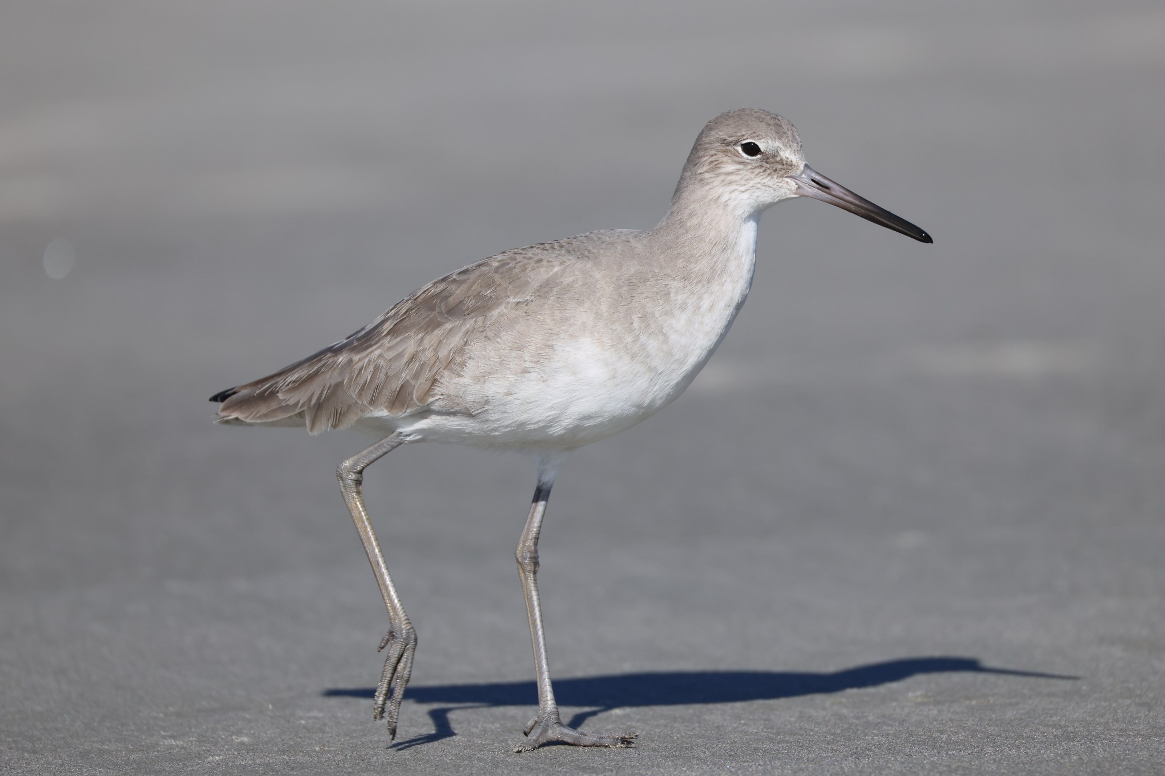 Willet
