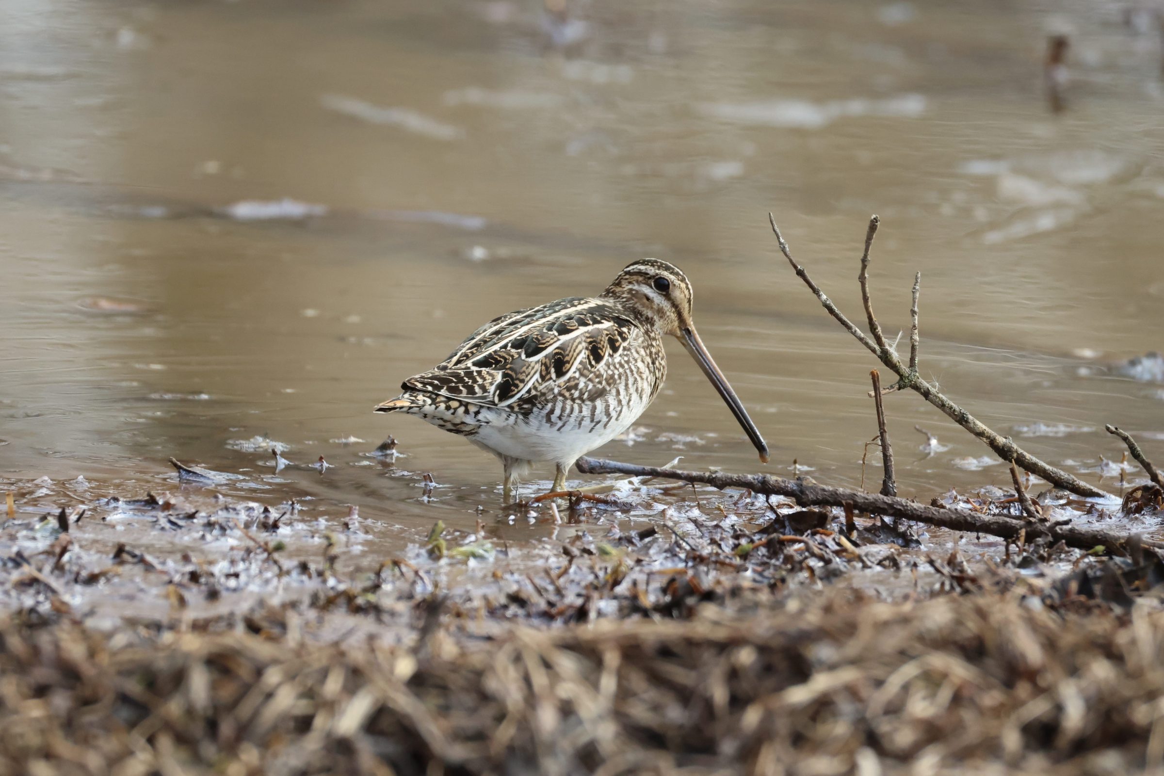Wilson’s Snipe