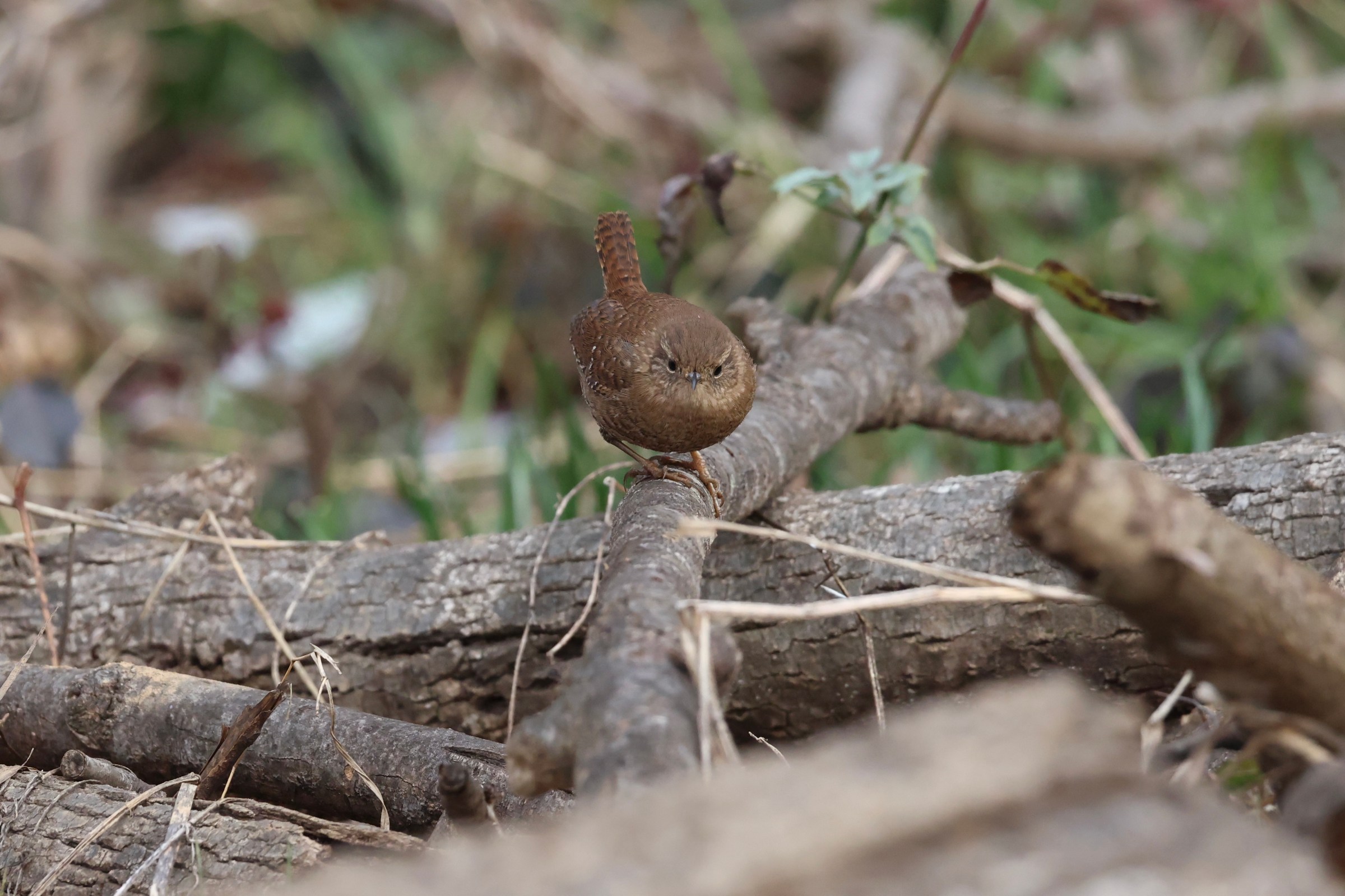 Winter Wren