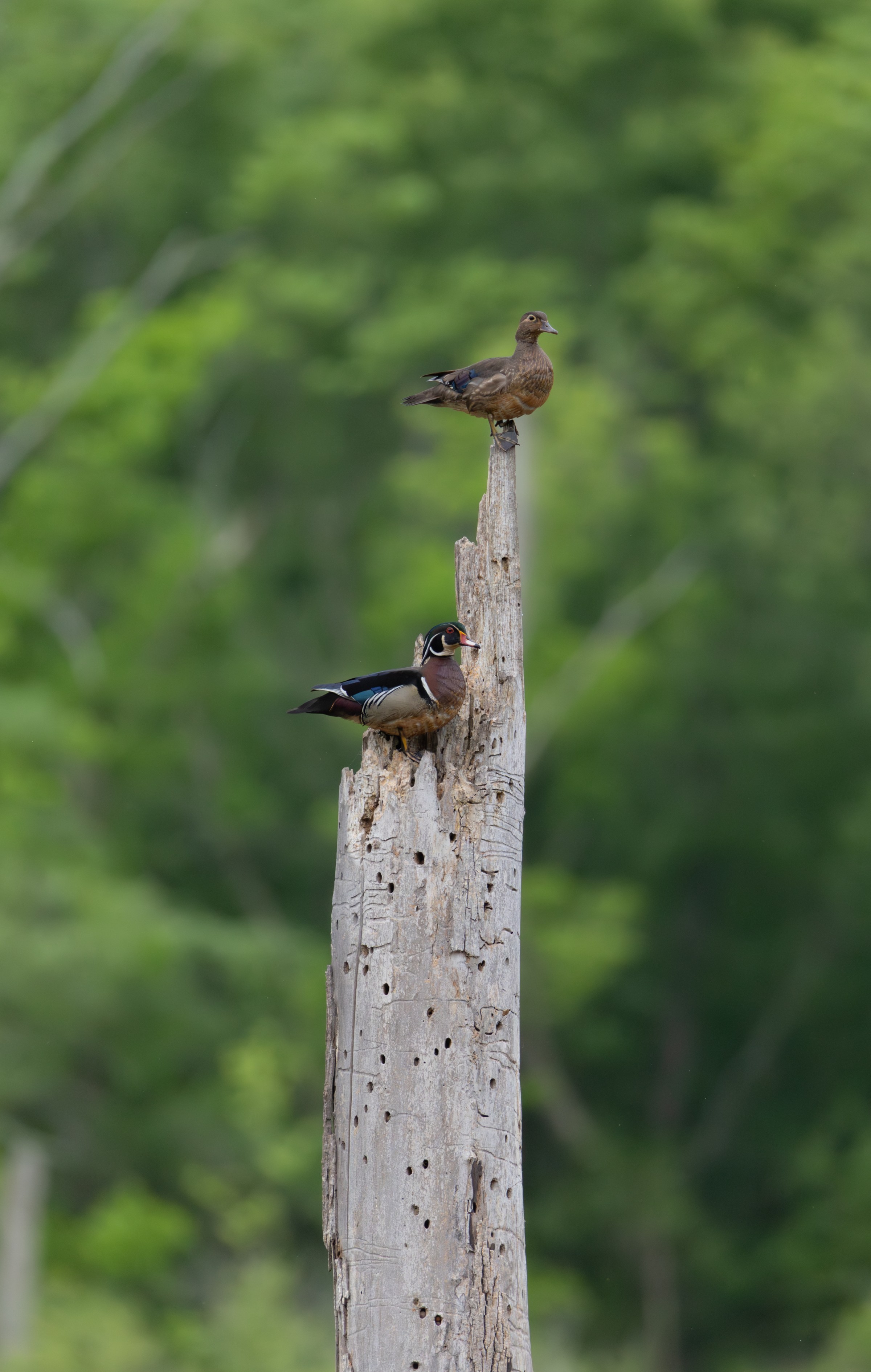 Wood Duck