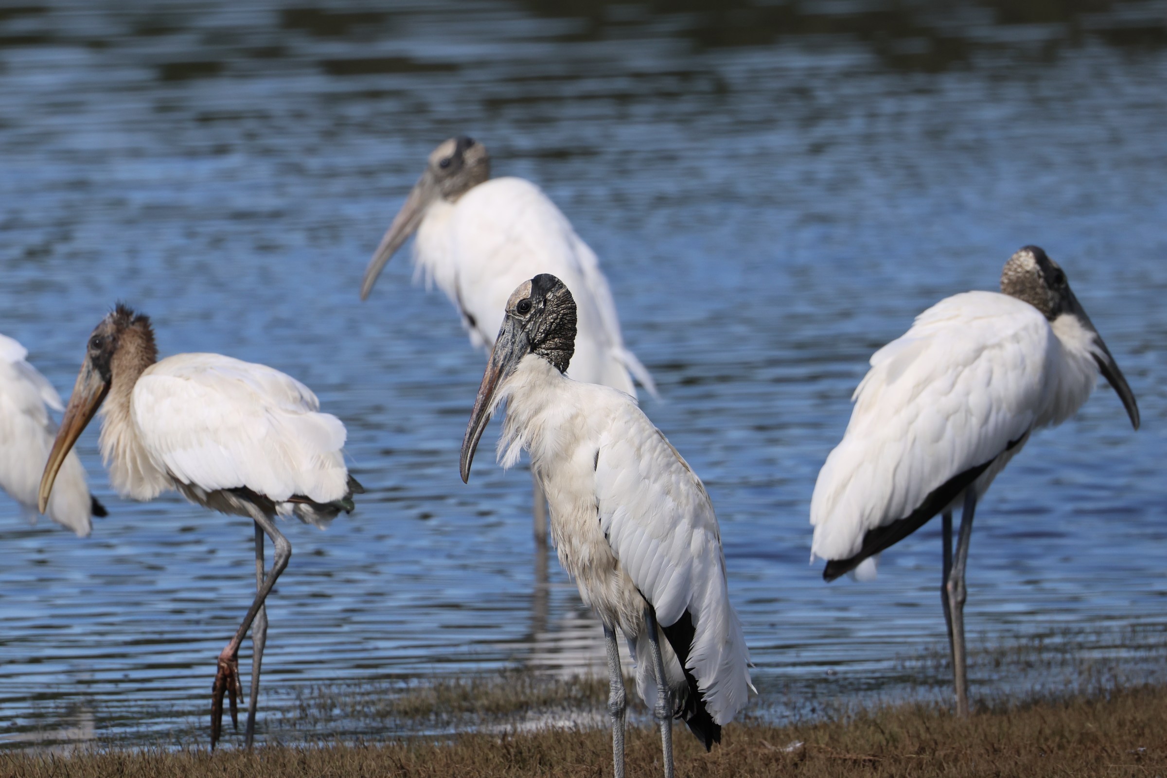 Wood Stork