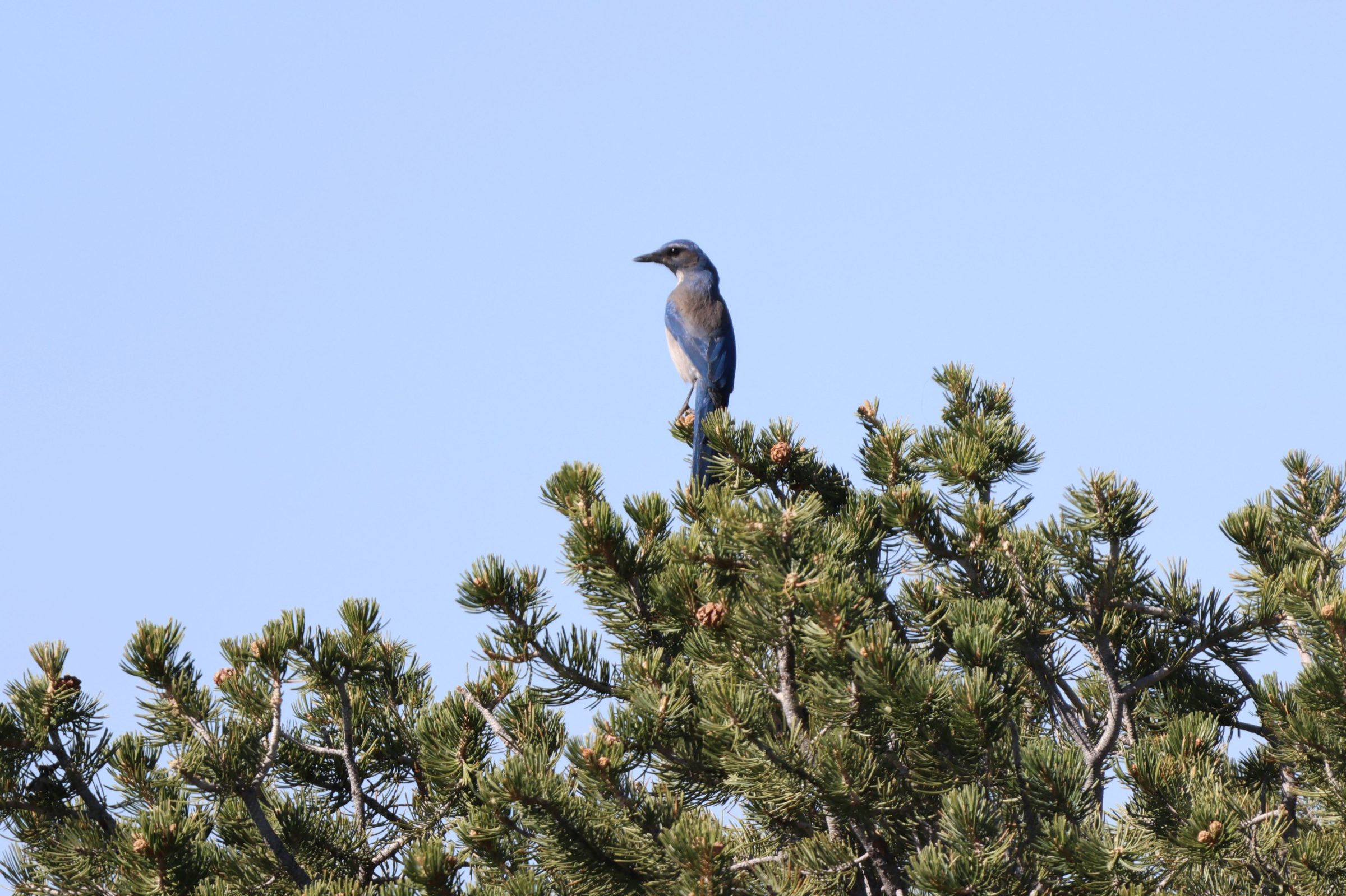 Woodhouse’s Scrub-Jay