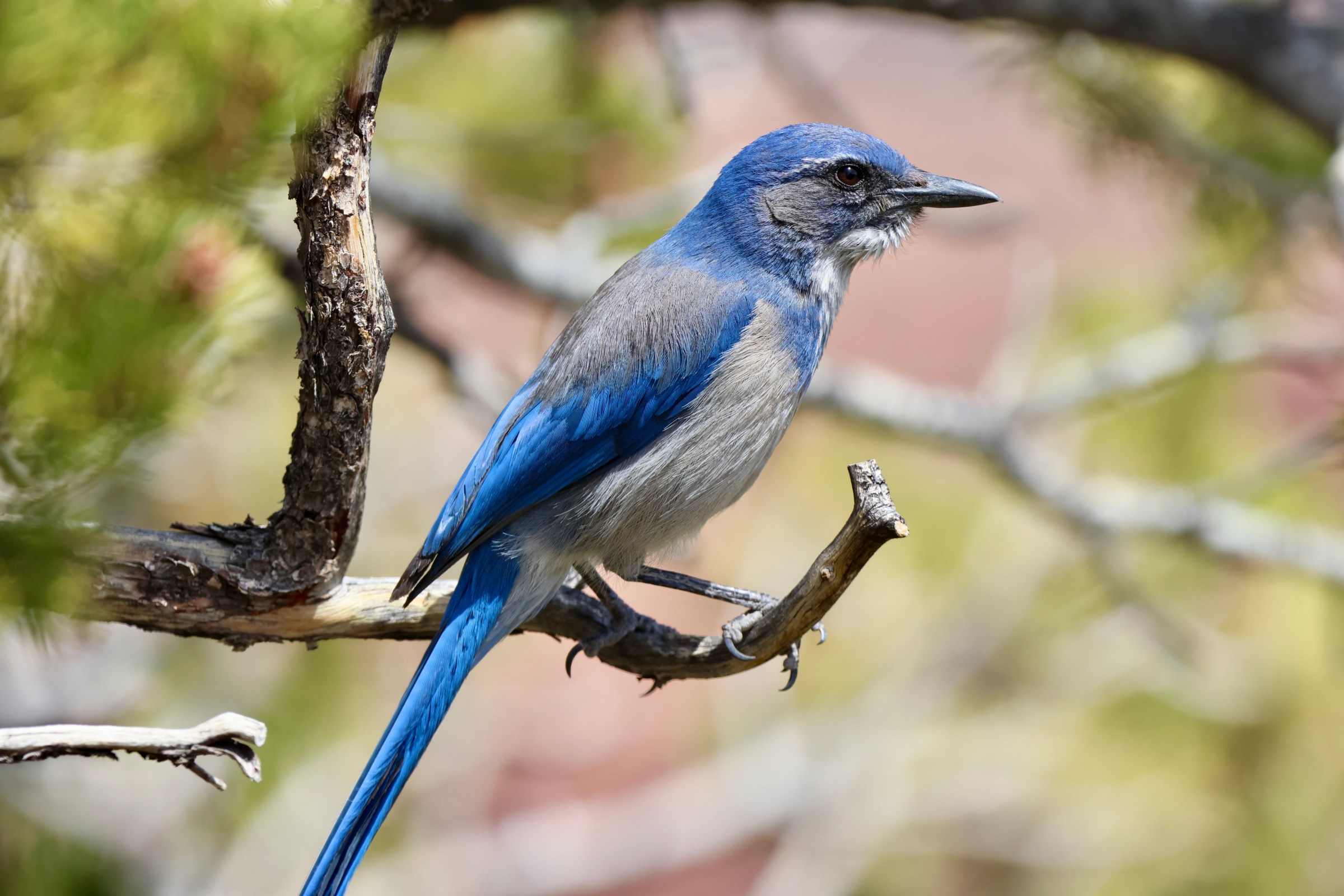 Woodhouse’s Scrub-Jay