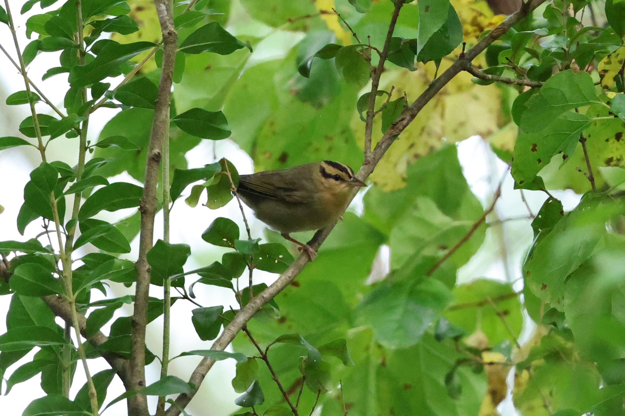 Worm-eating Warbler