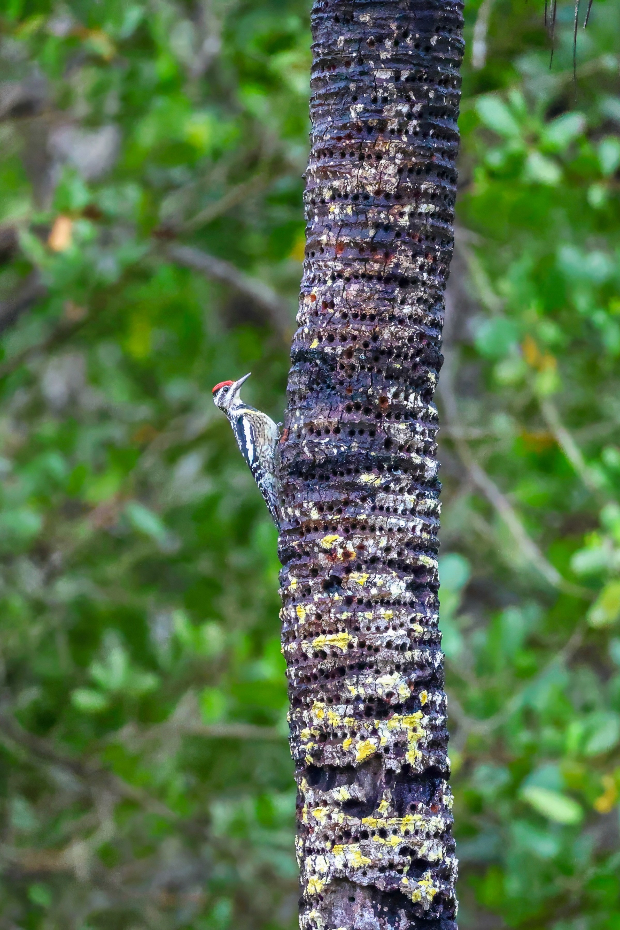 Yellow-bellied Sapsucker