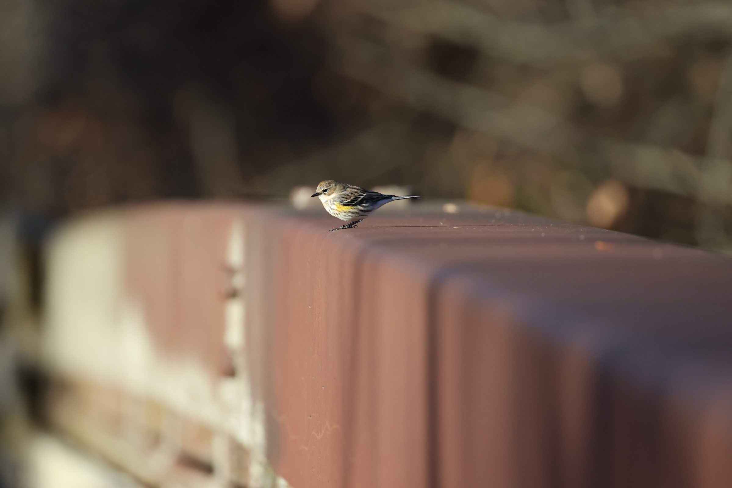 Yellow-rumped Warbler
