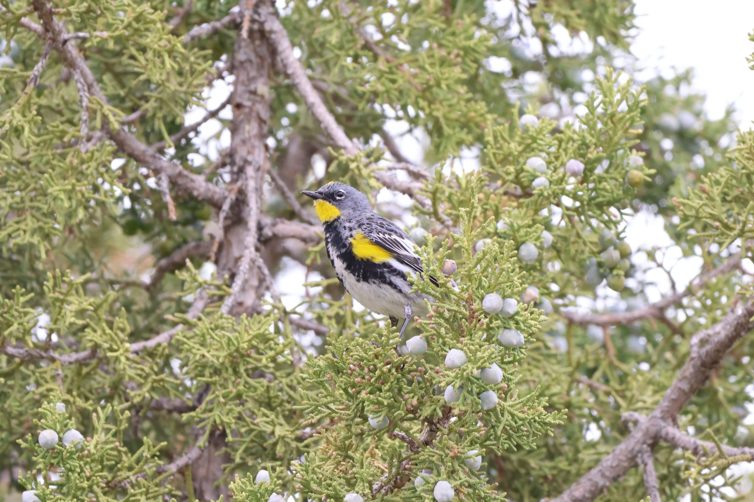 Yellow-rumped Warbler