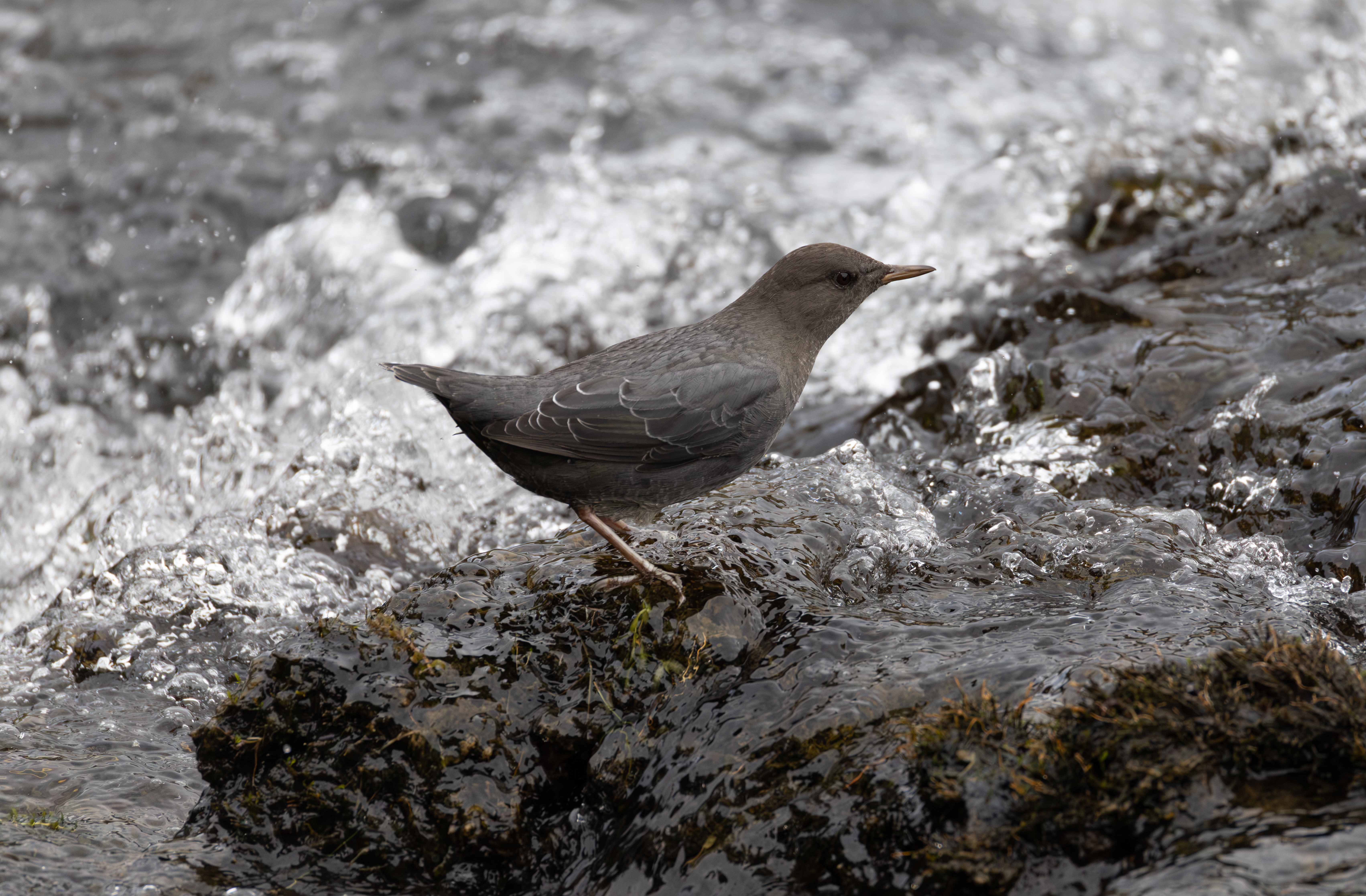 American Dipper