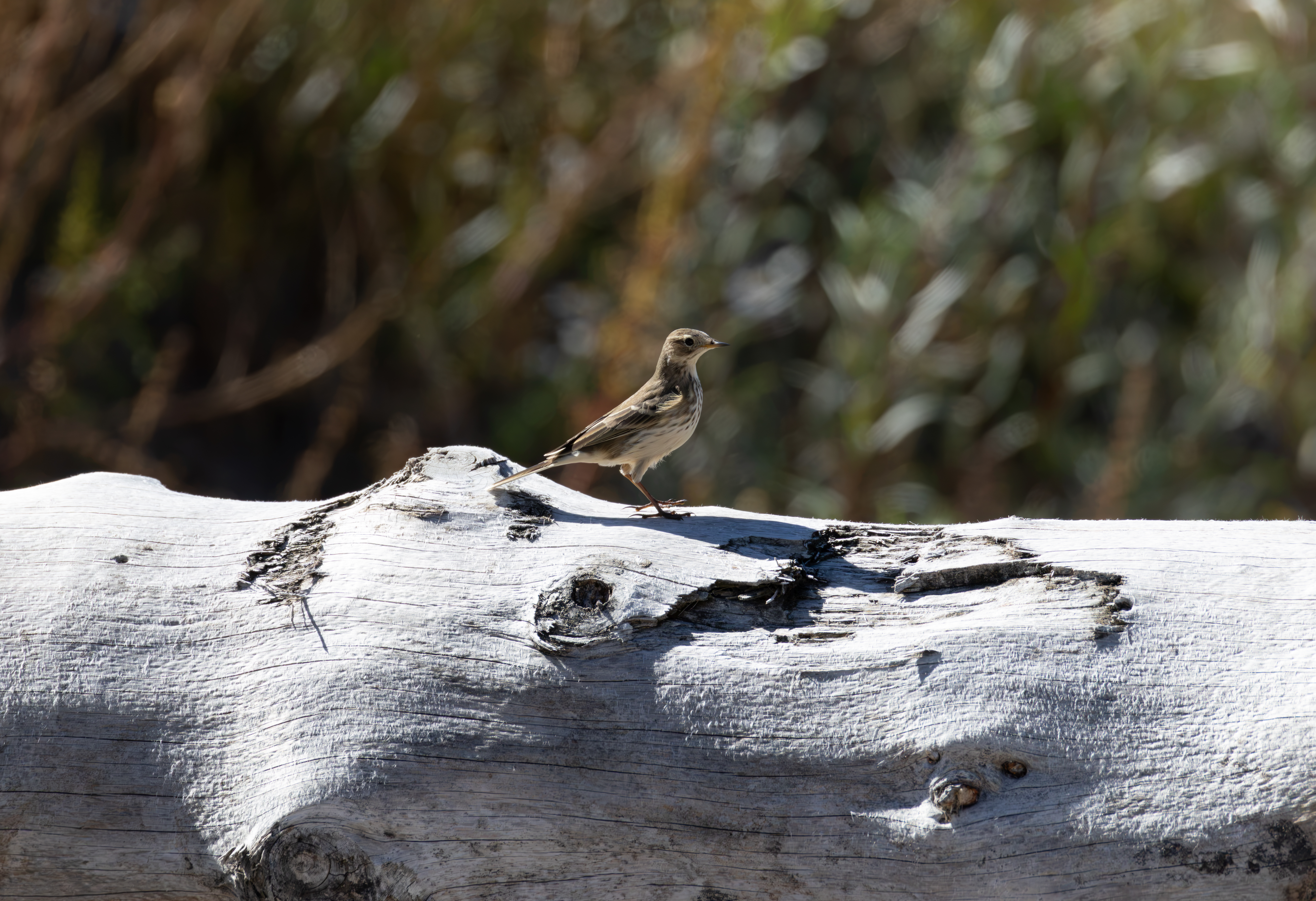American Pipit