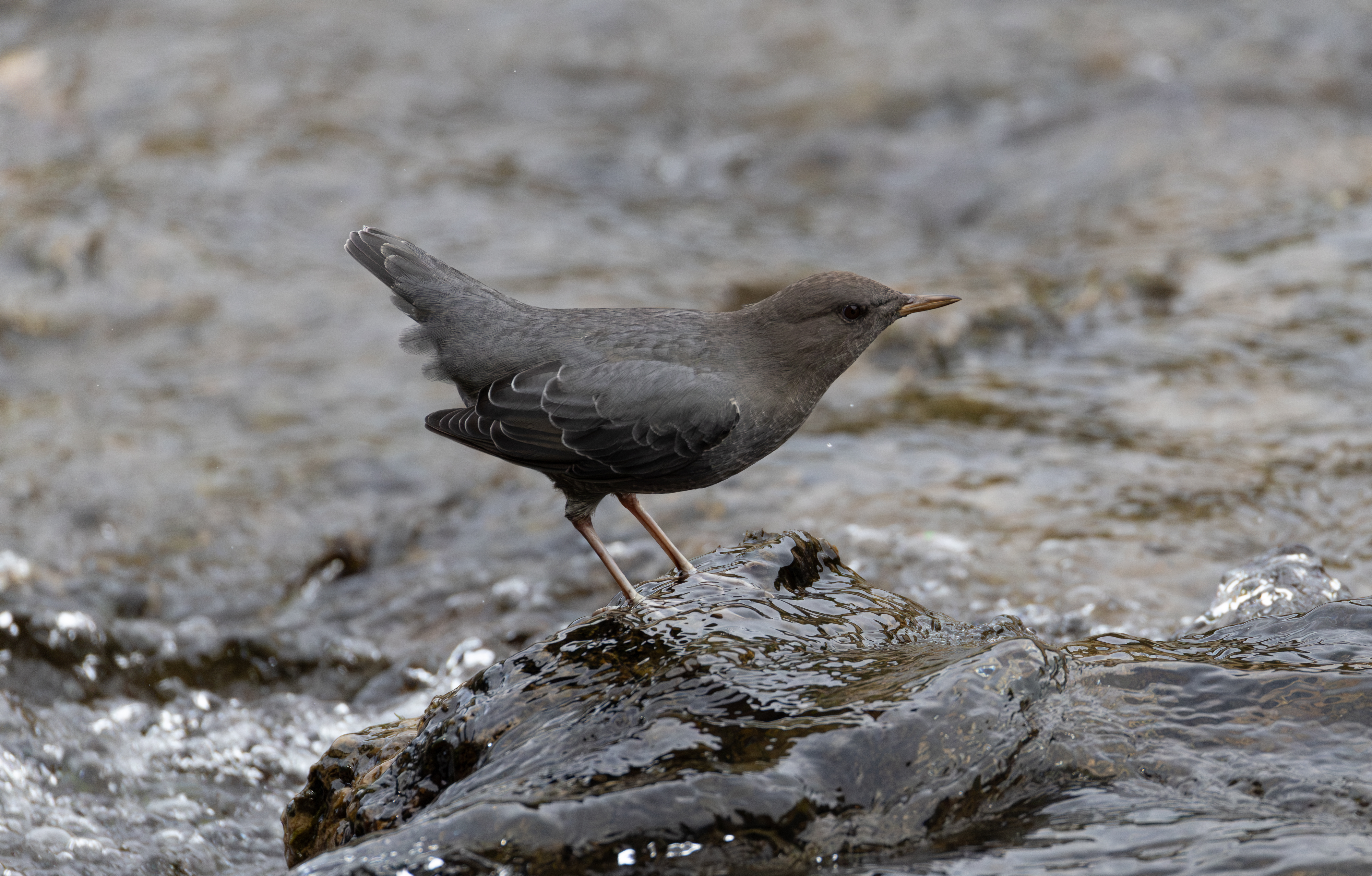 American Dipper