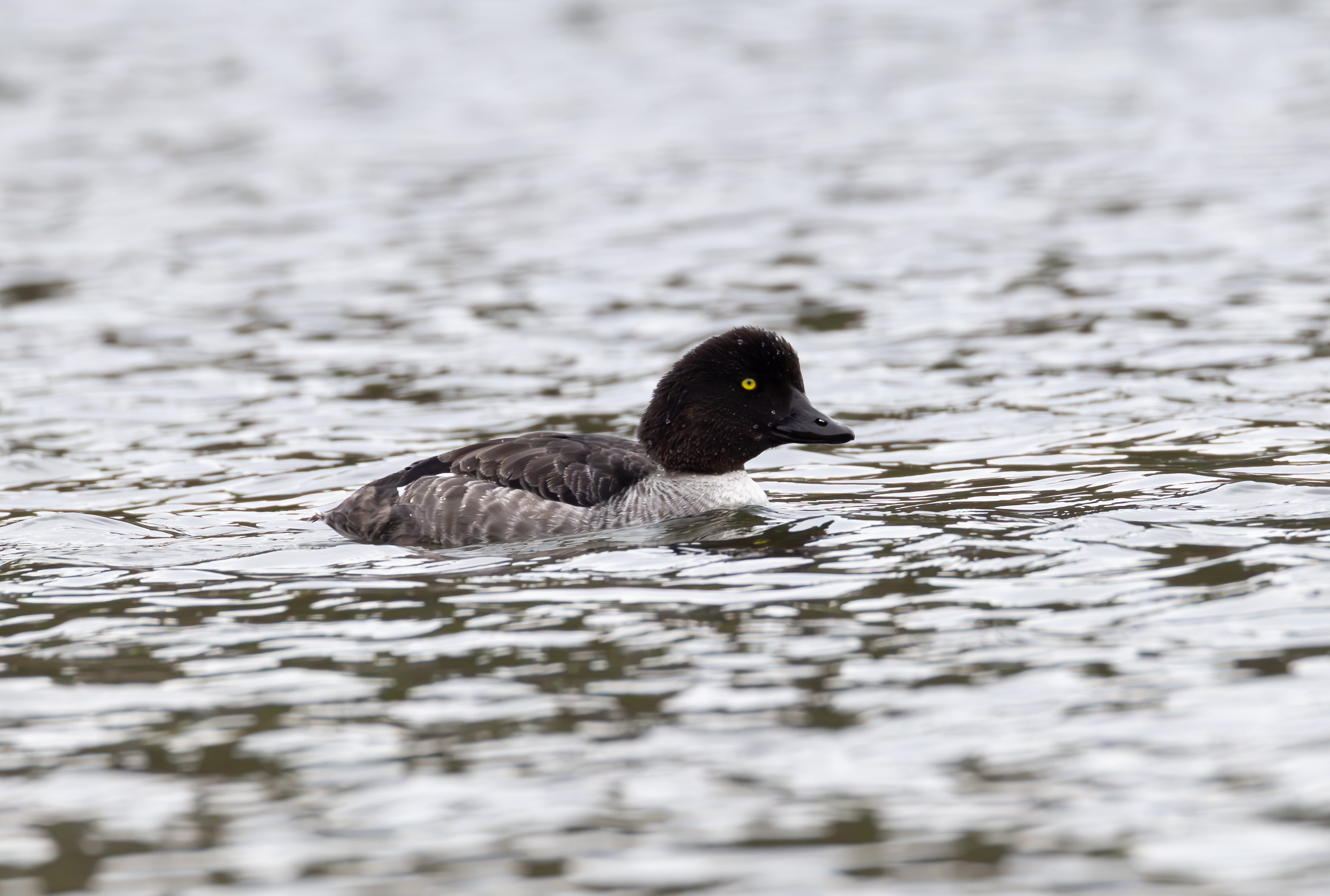Barrow’s Goldeneye