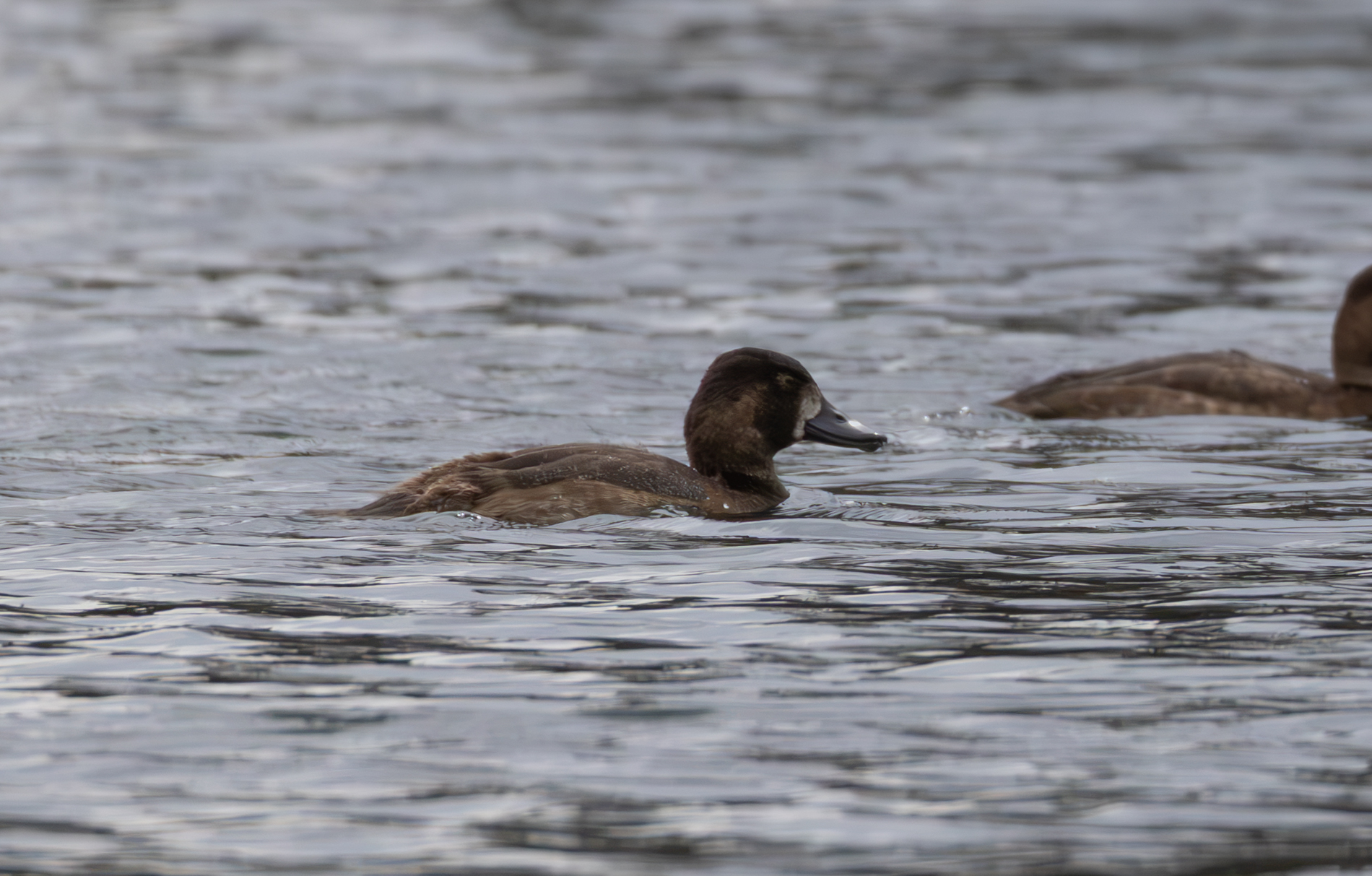 Greater Scaup