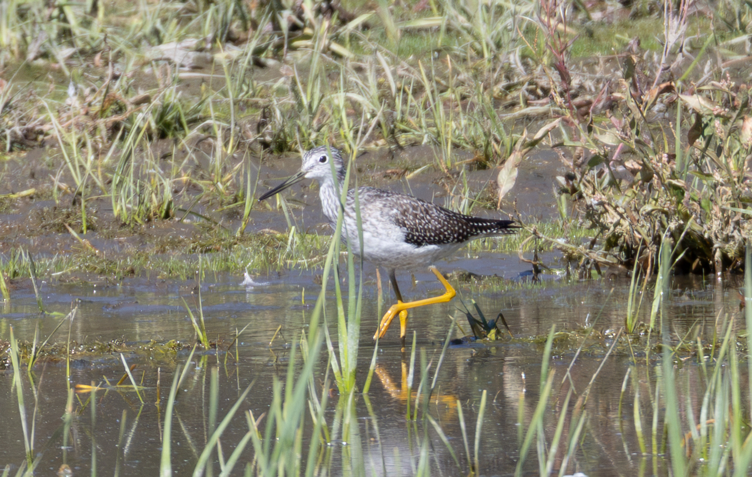 Greater Yellowlegs