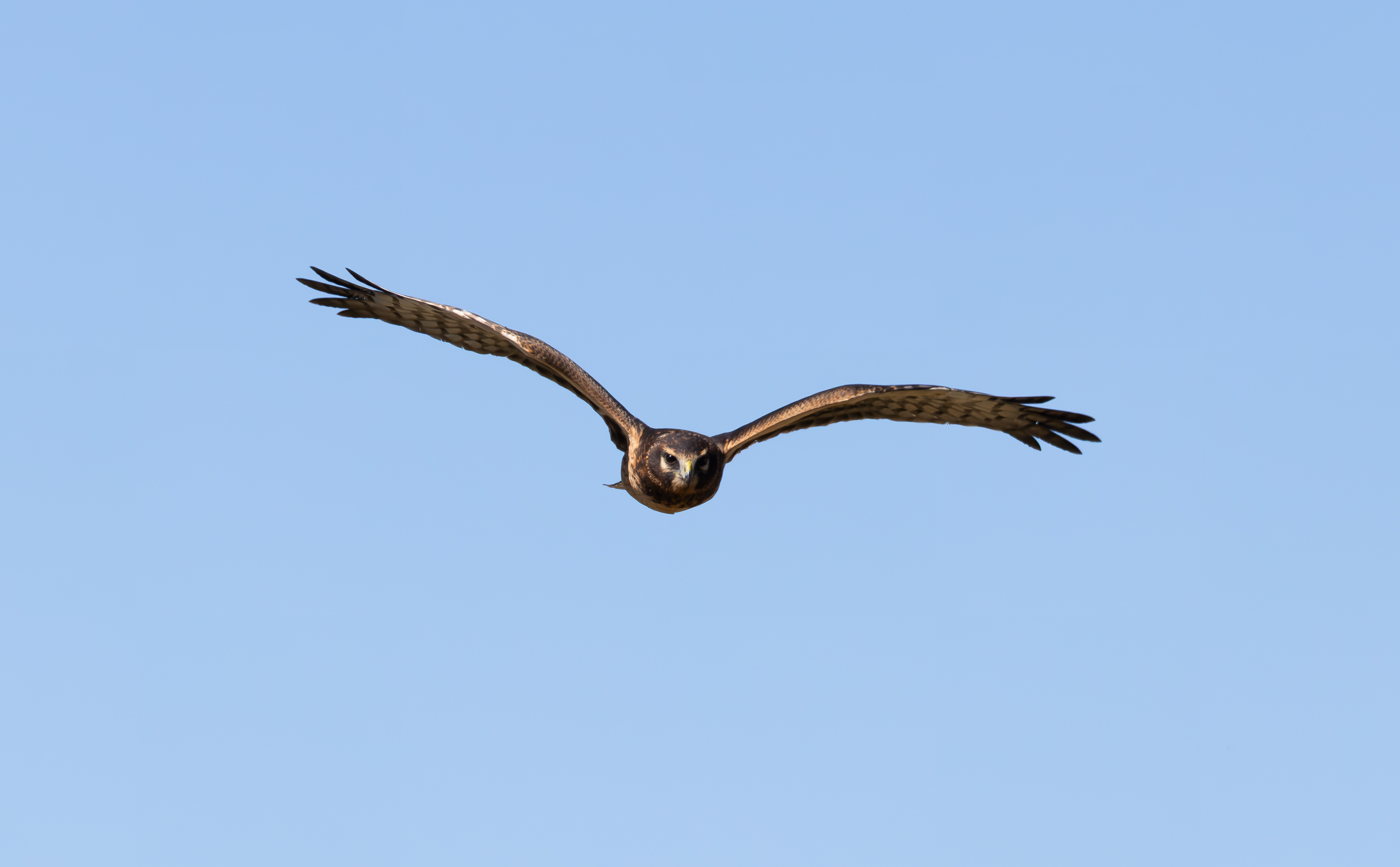 Northern Harrier