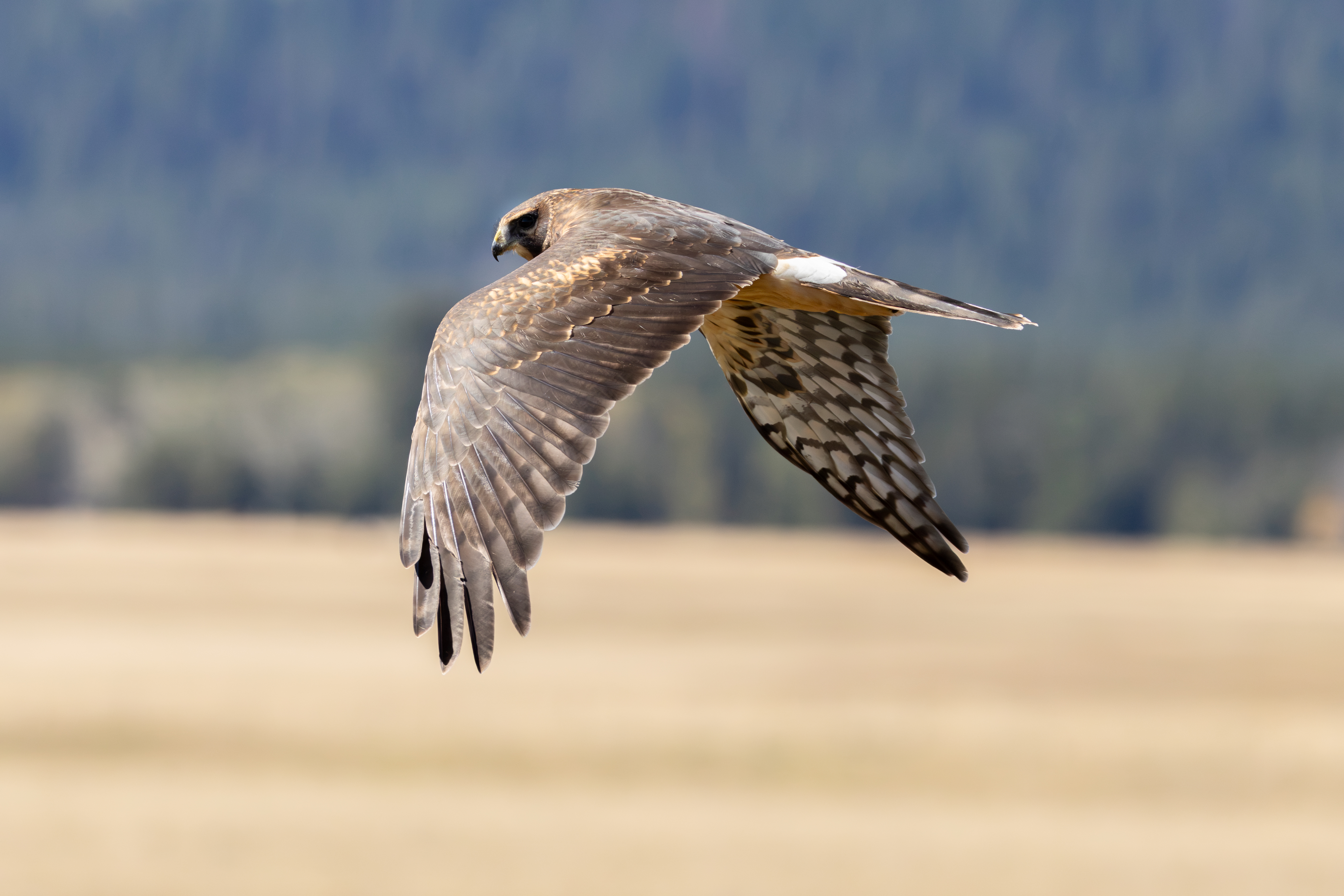 Northern Harrier