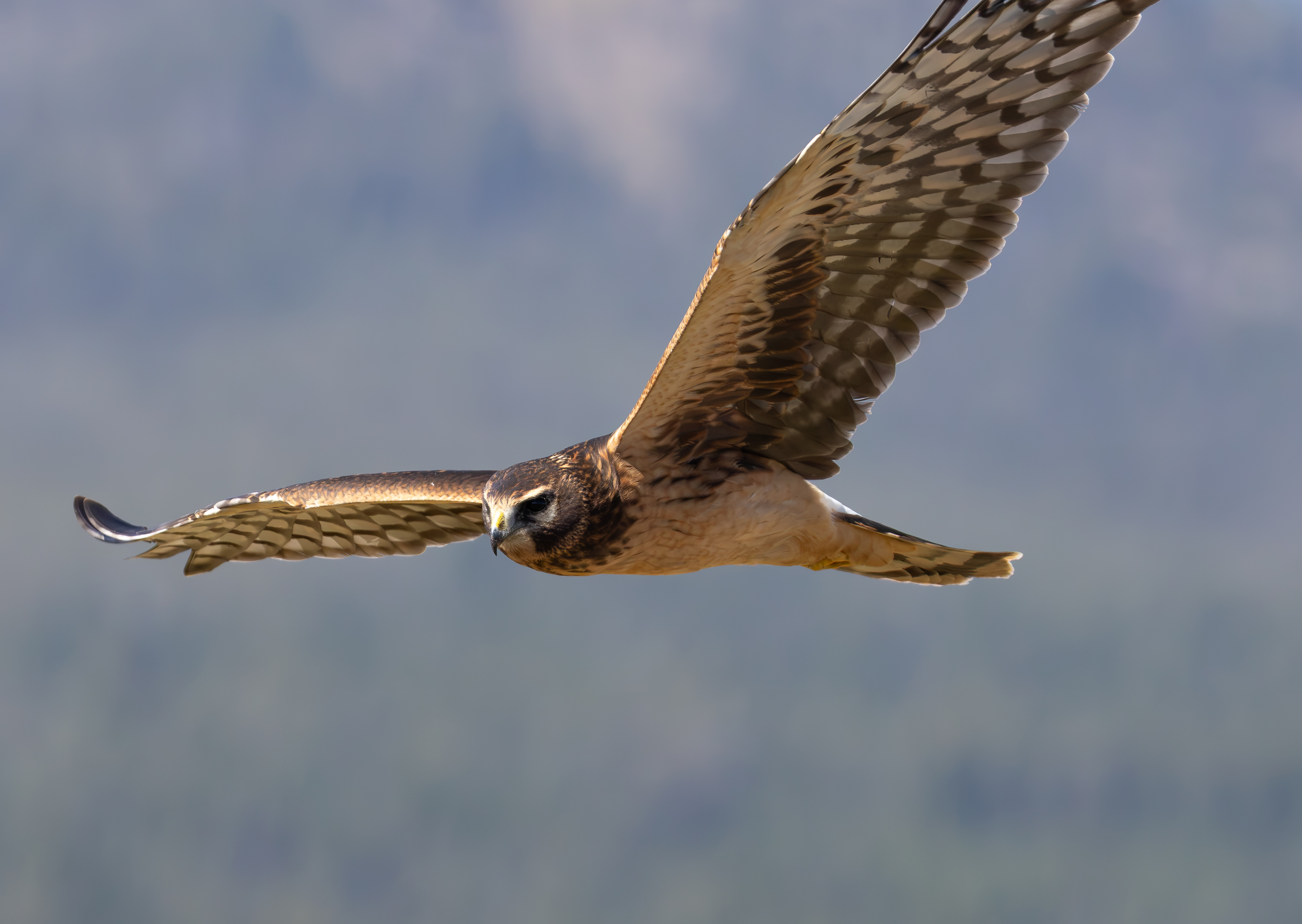 Northern Harrier