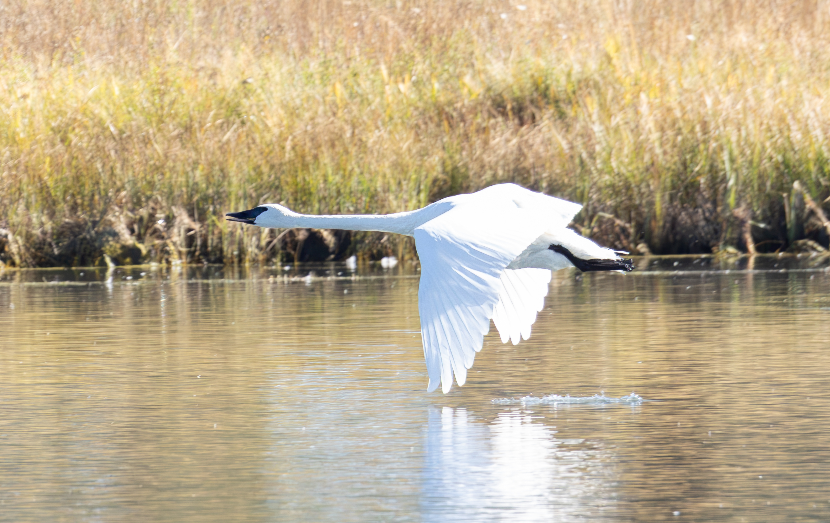Trumpeter Swan