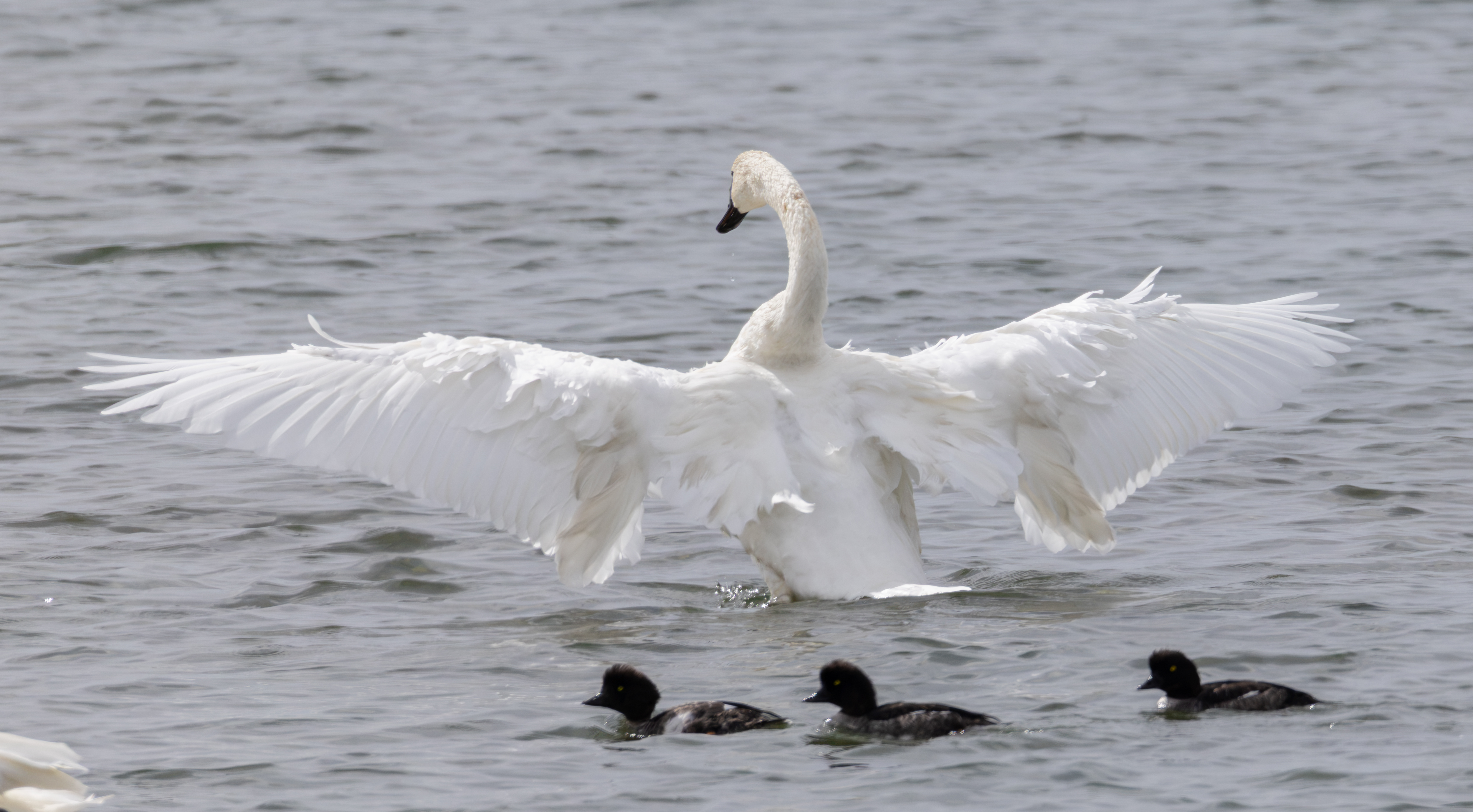 Trumpeter Swan