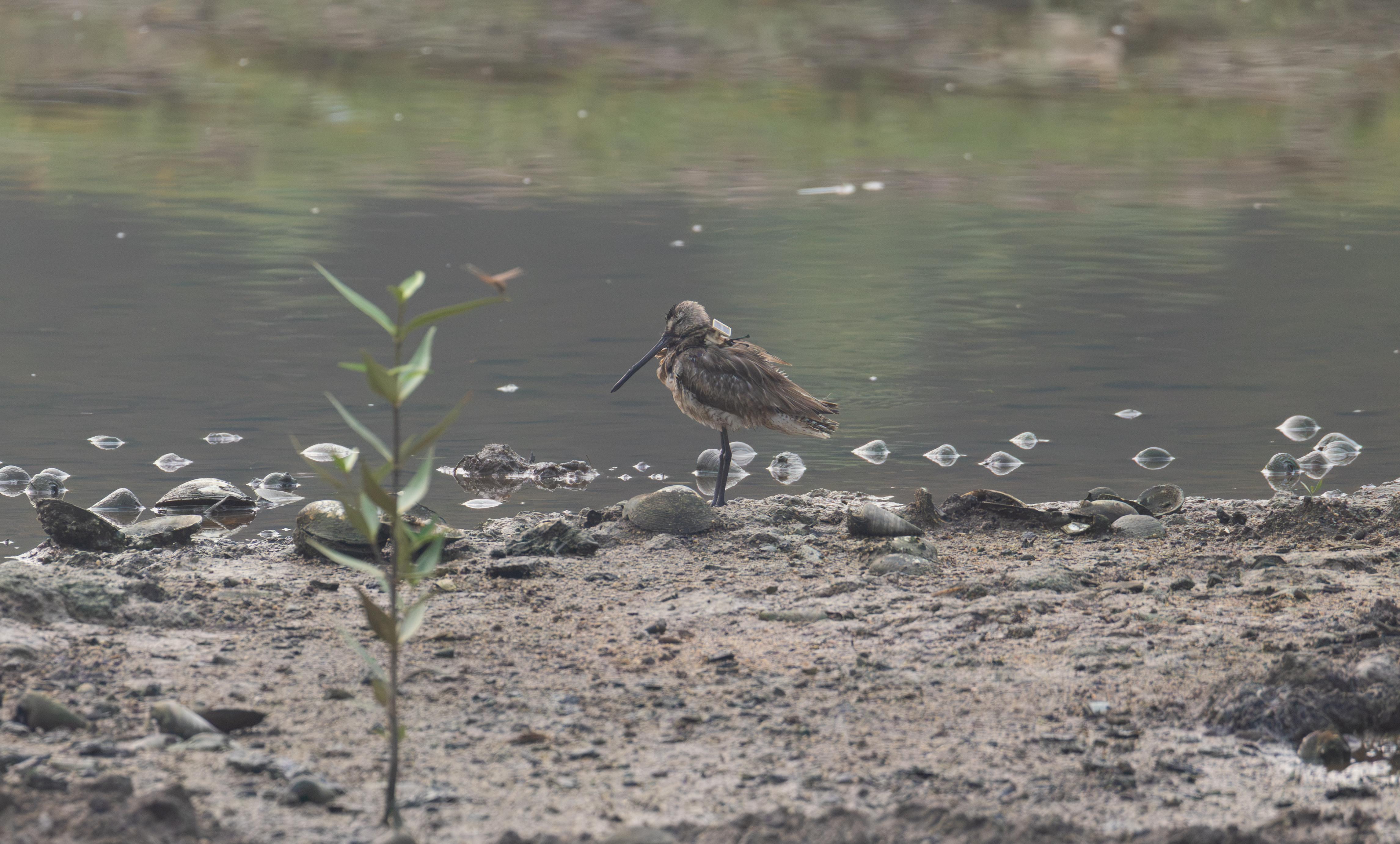 Asian Dowitcher