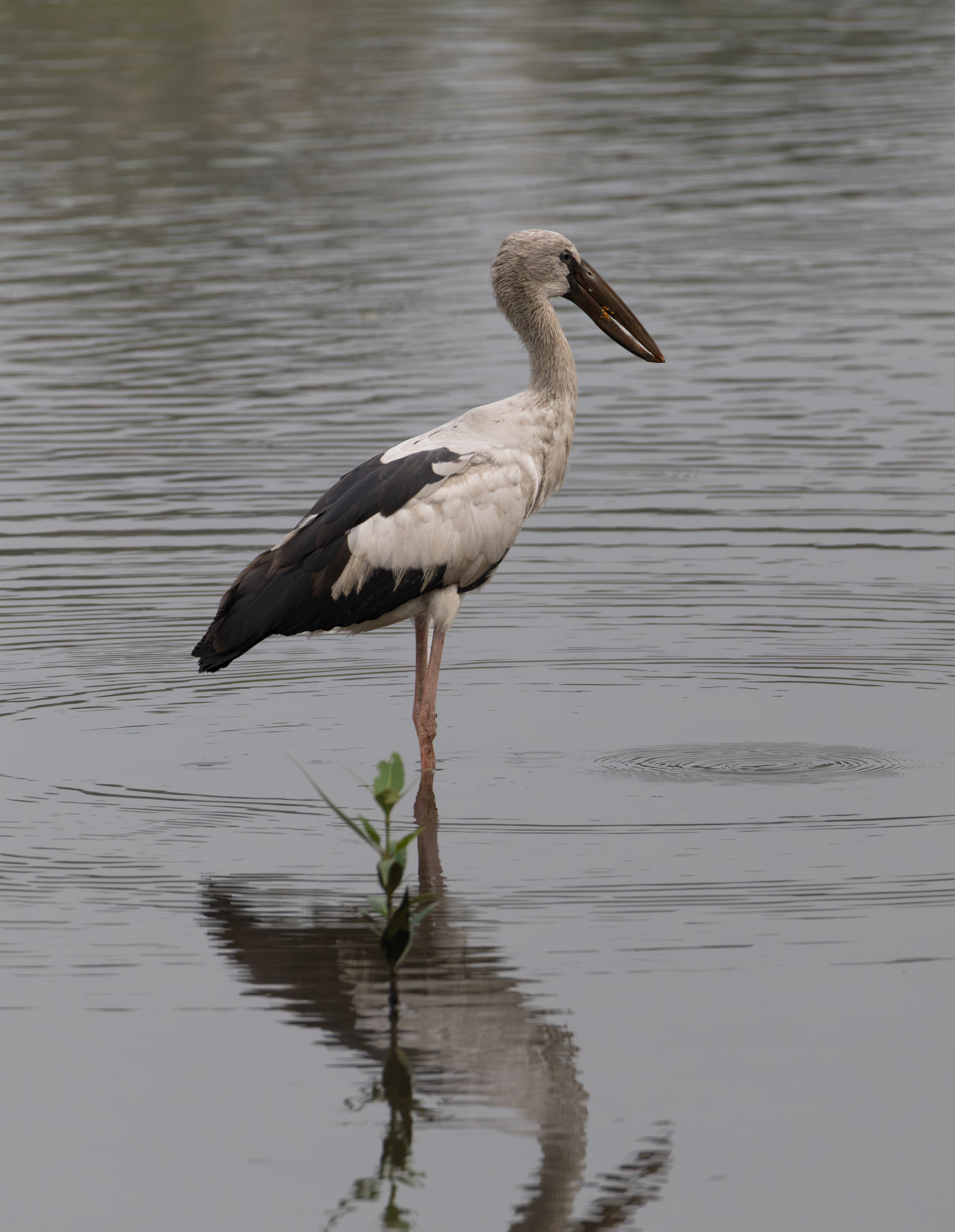 Asian Openbill