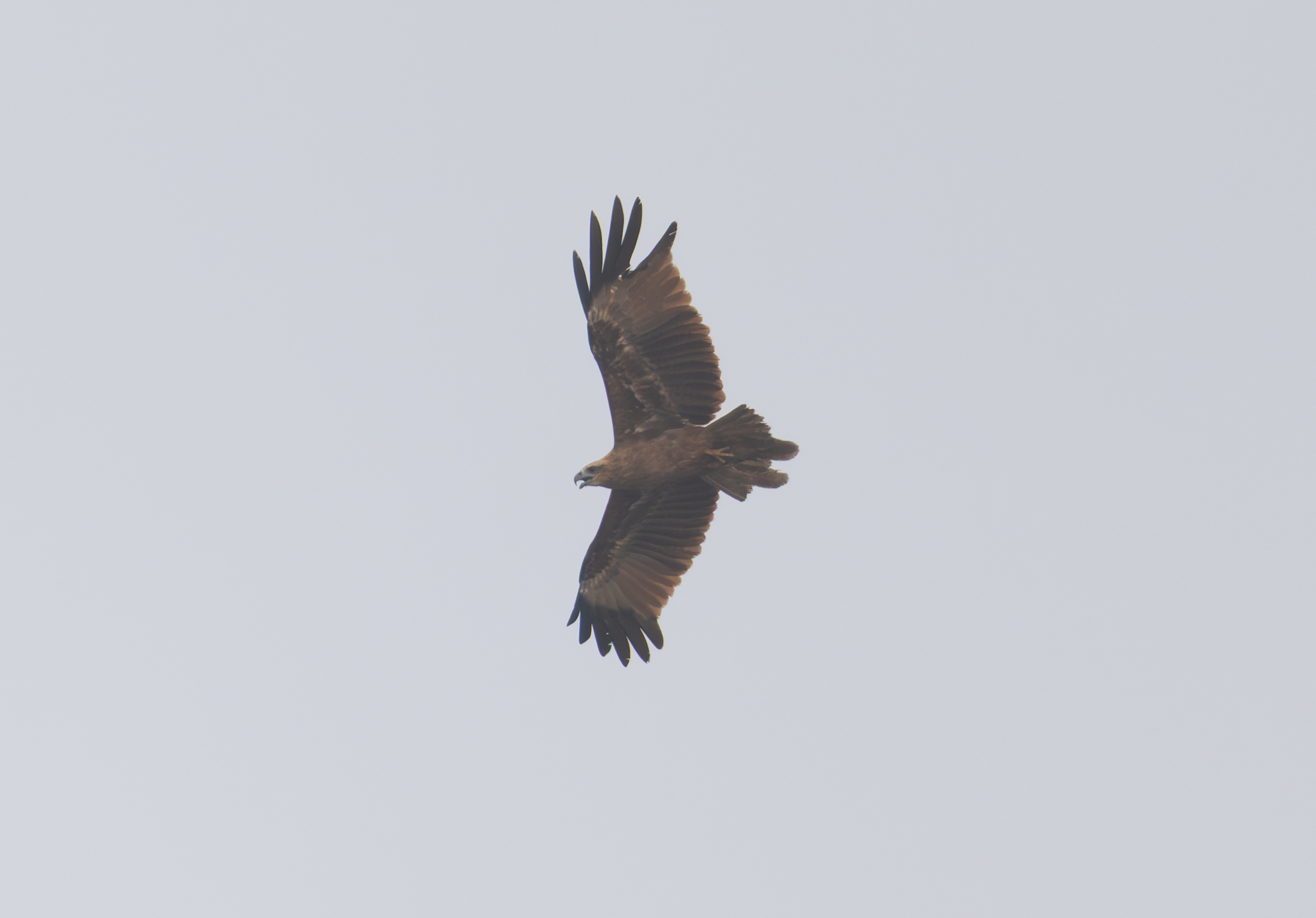 Brahminy Kite