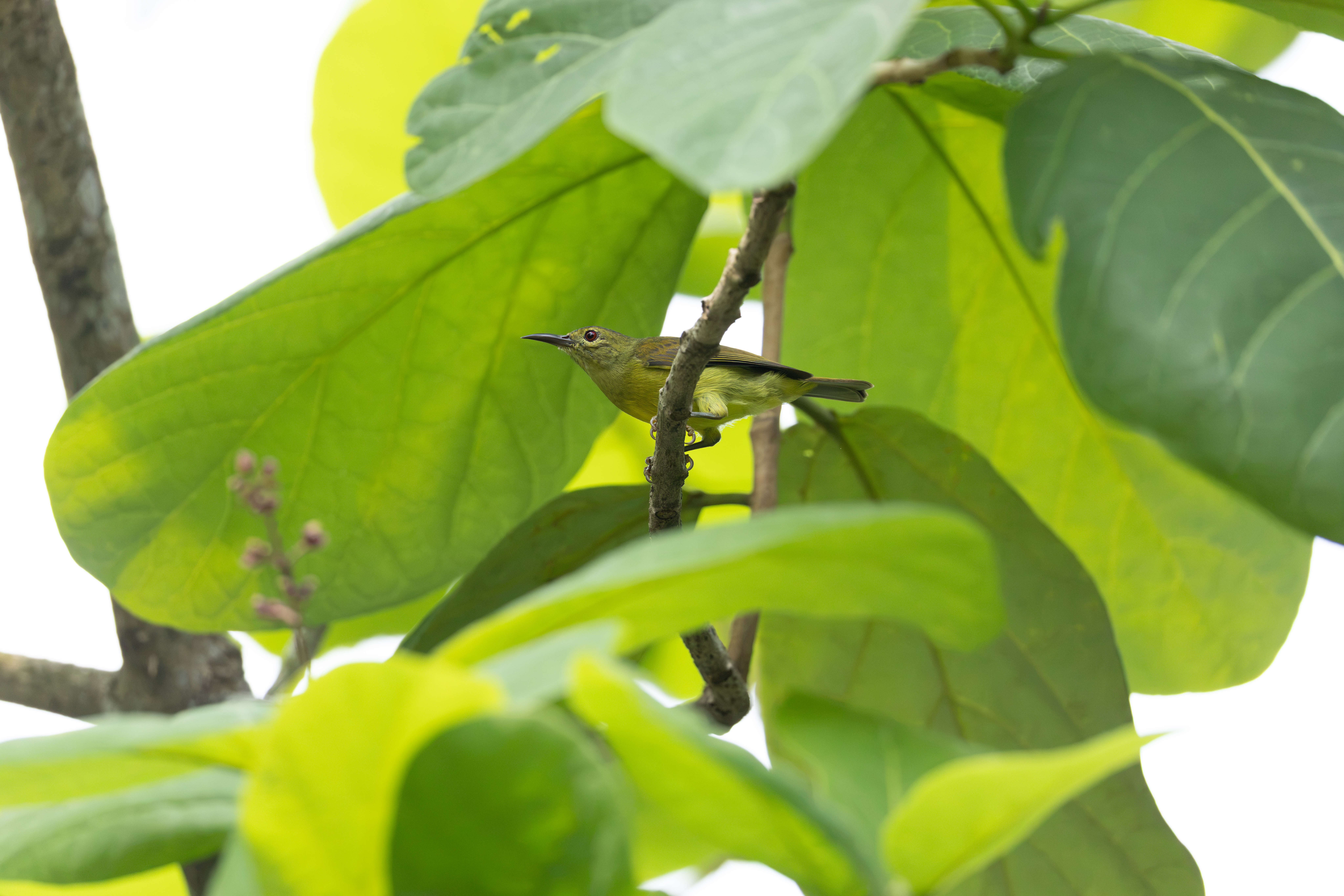 Brown-throated Bee-eater