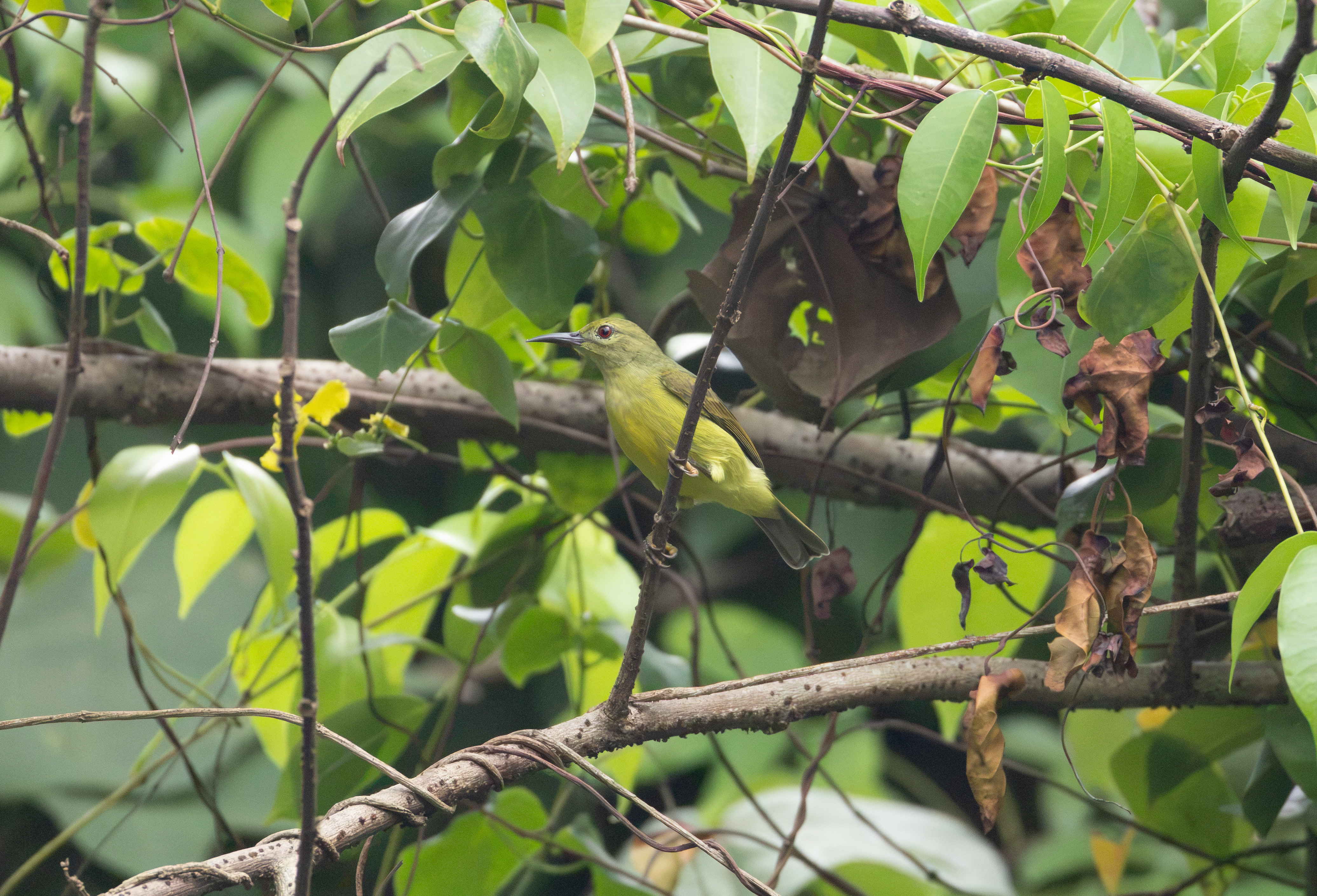 Brown-throated Sunbird