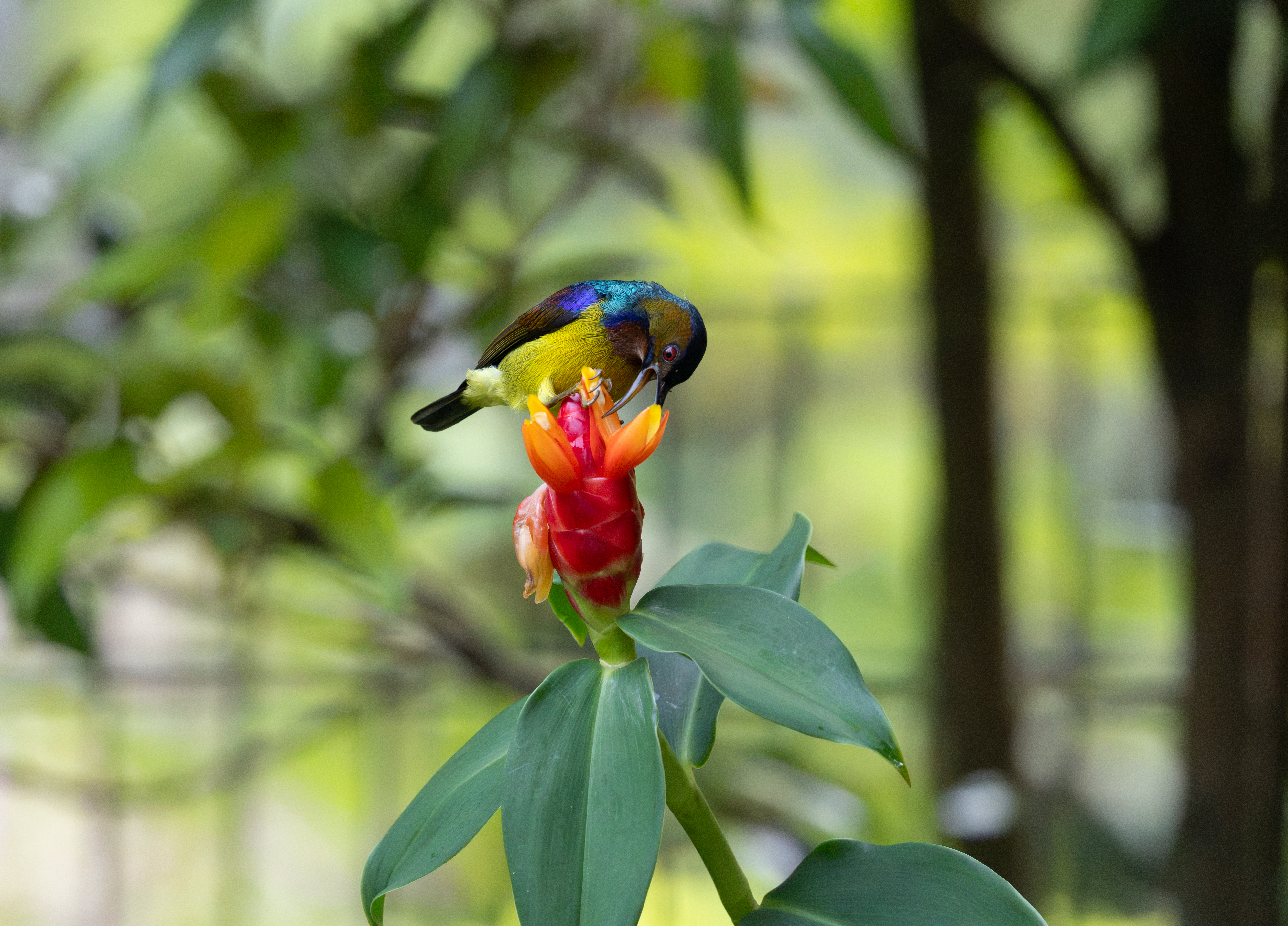 Brown-throated Sunbird