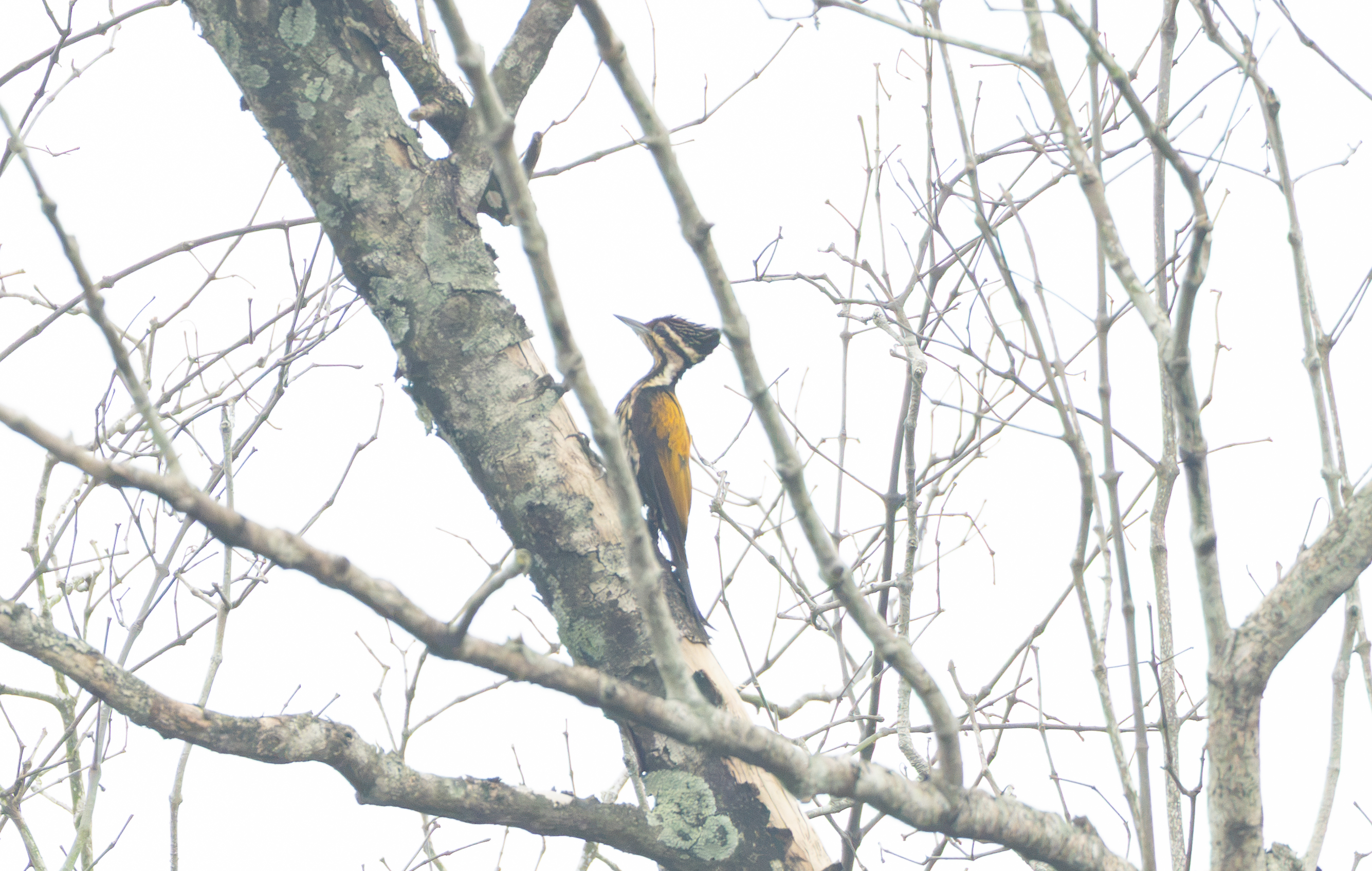 Common Flameback