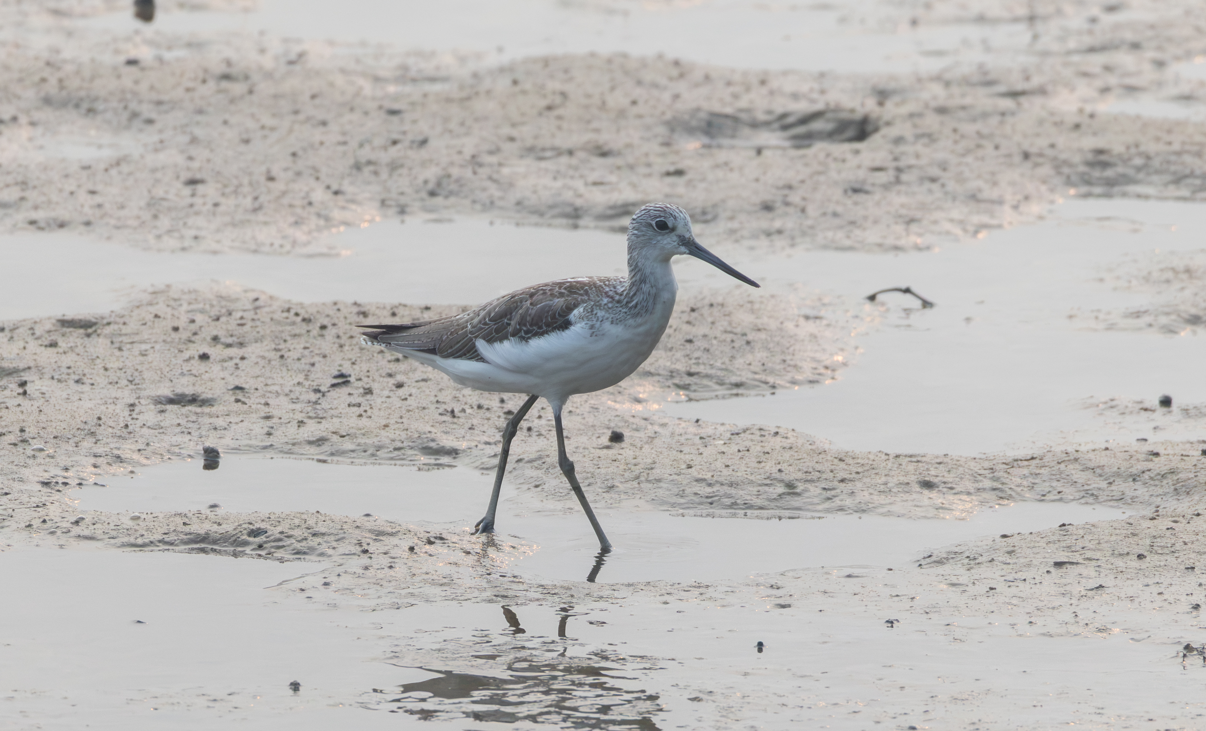 Common Greenshank