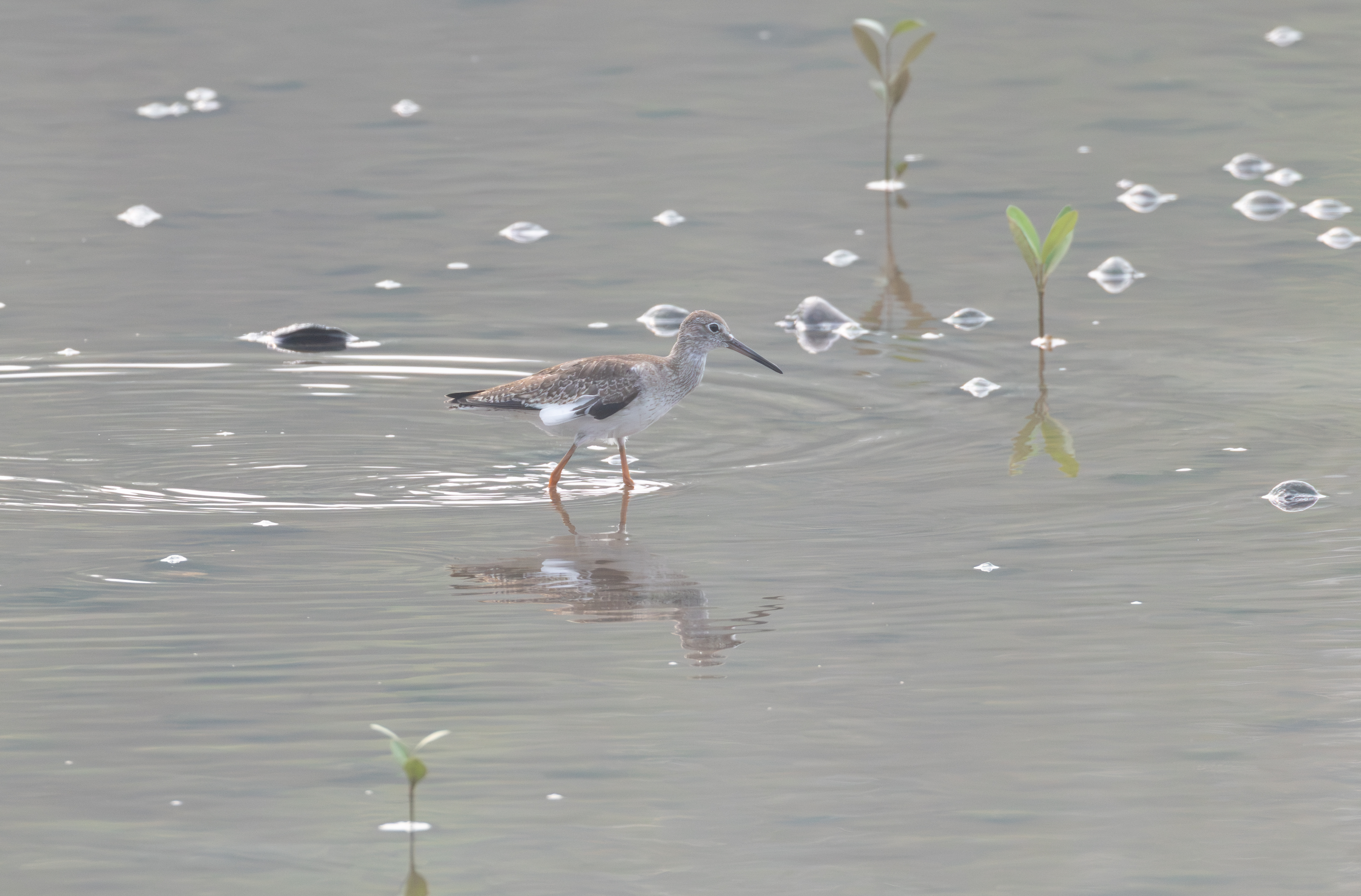 Common Redshank