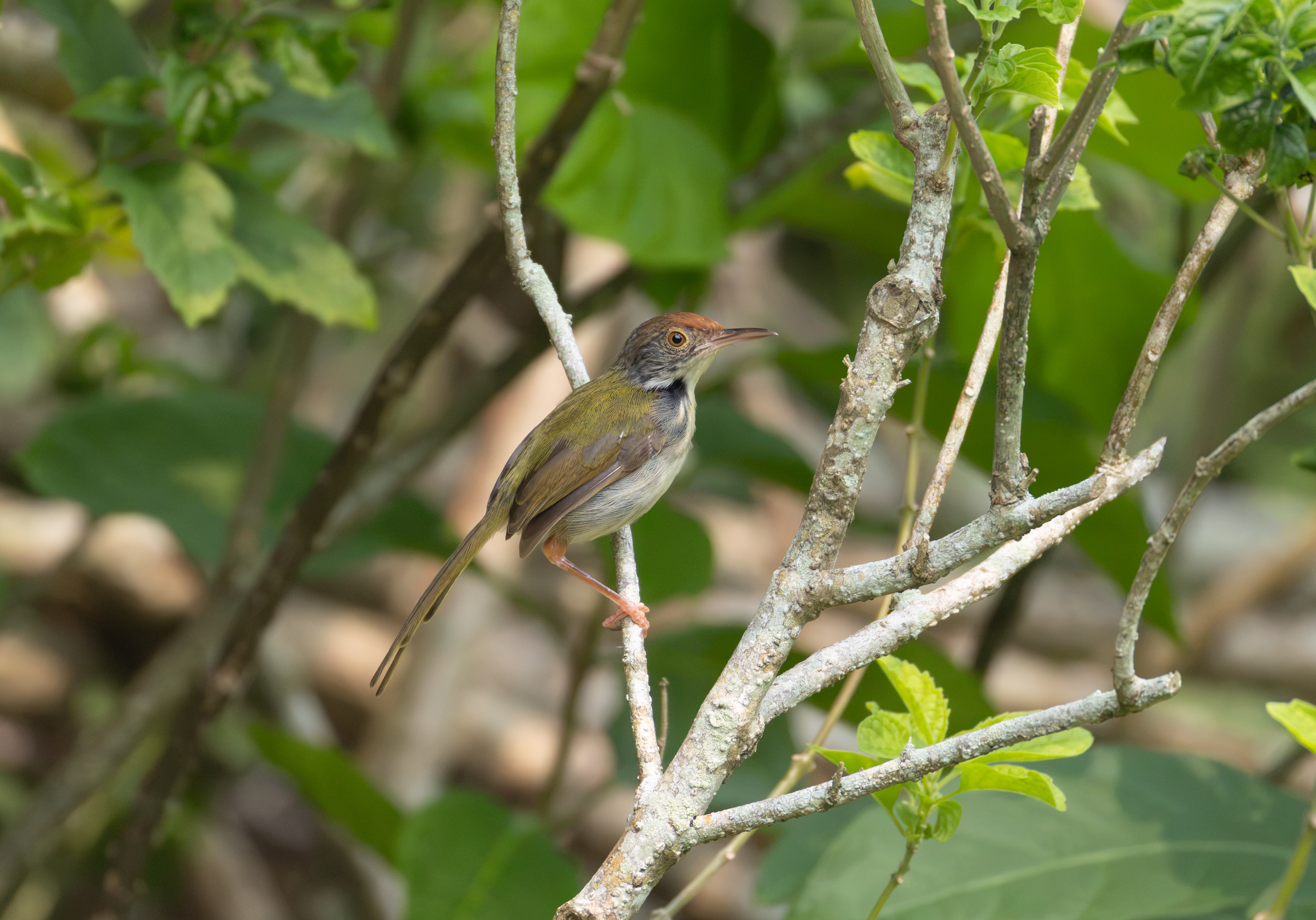 Common Tailorbird