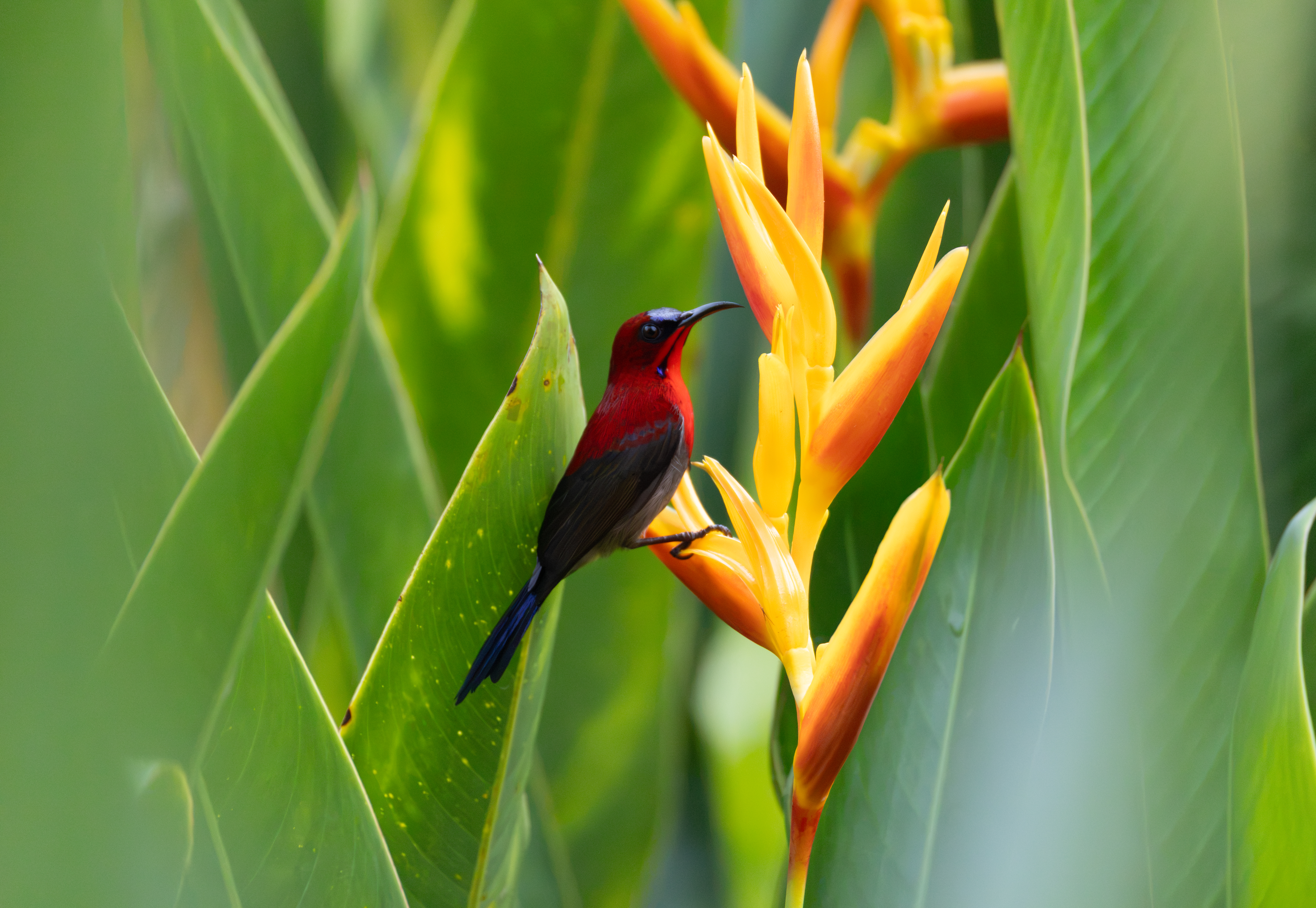 Crimson Sunbird
