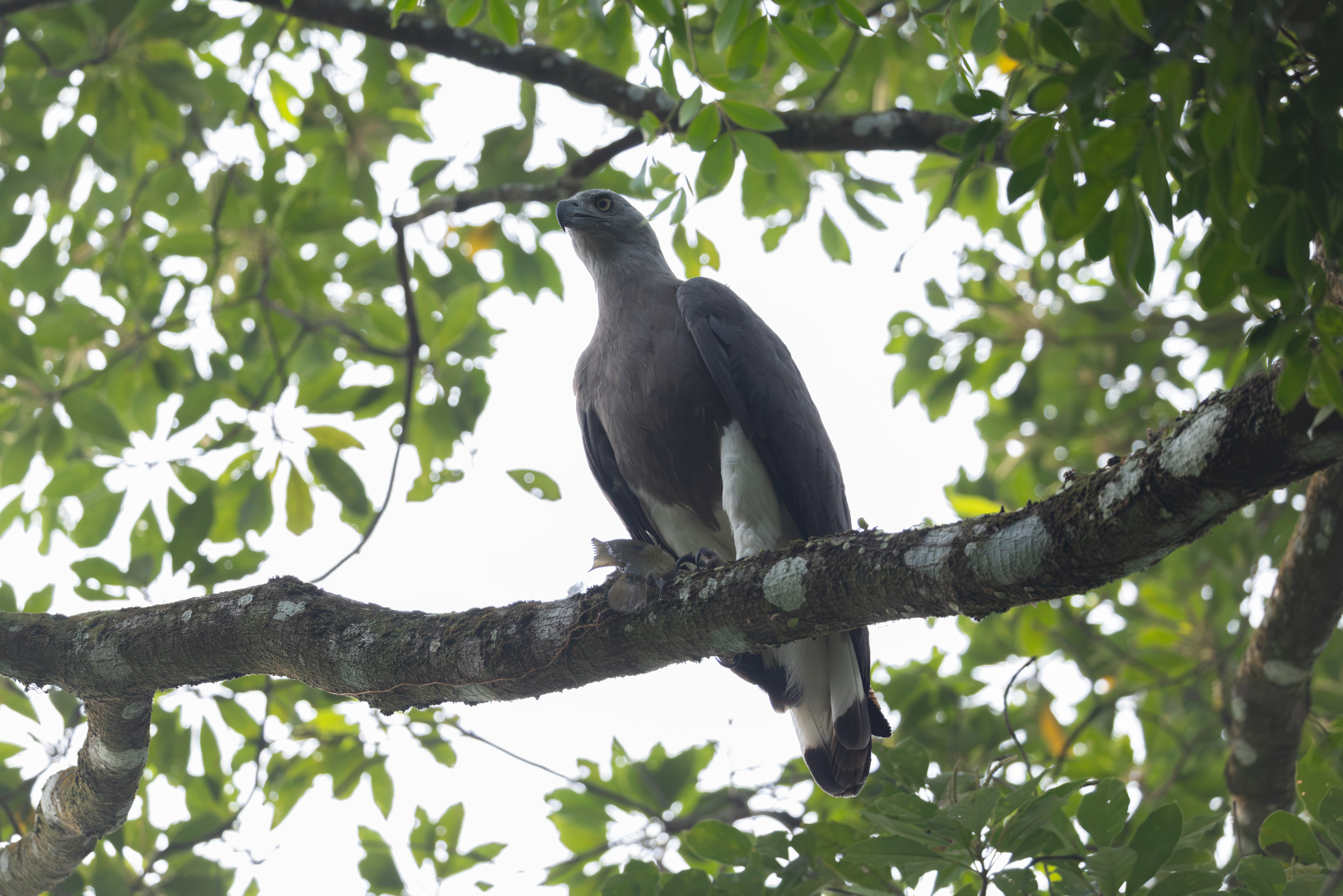 Gray-headed Fish-Eagle
