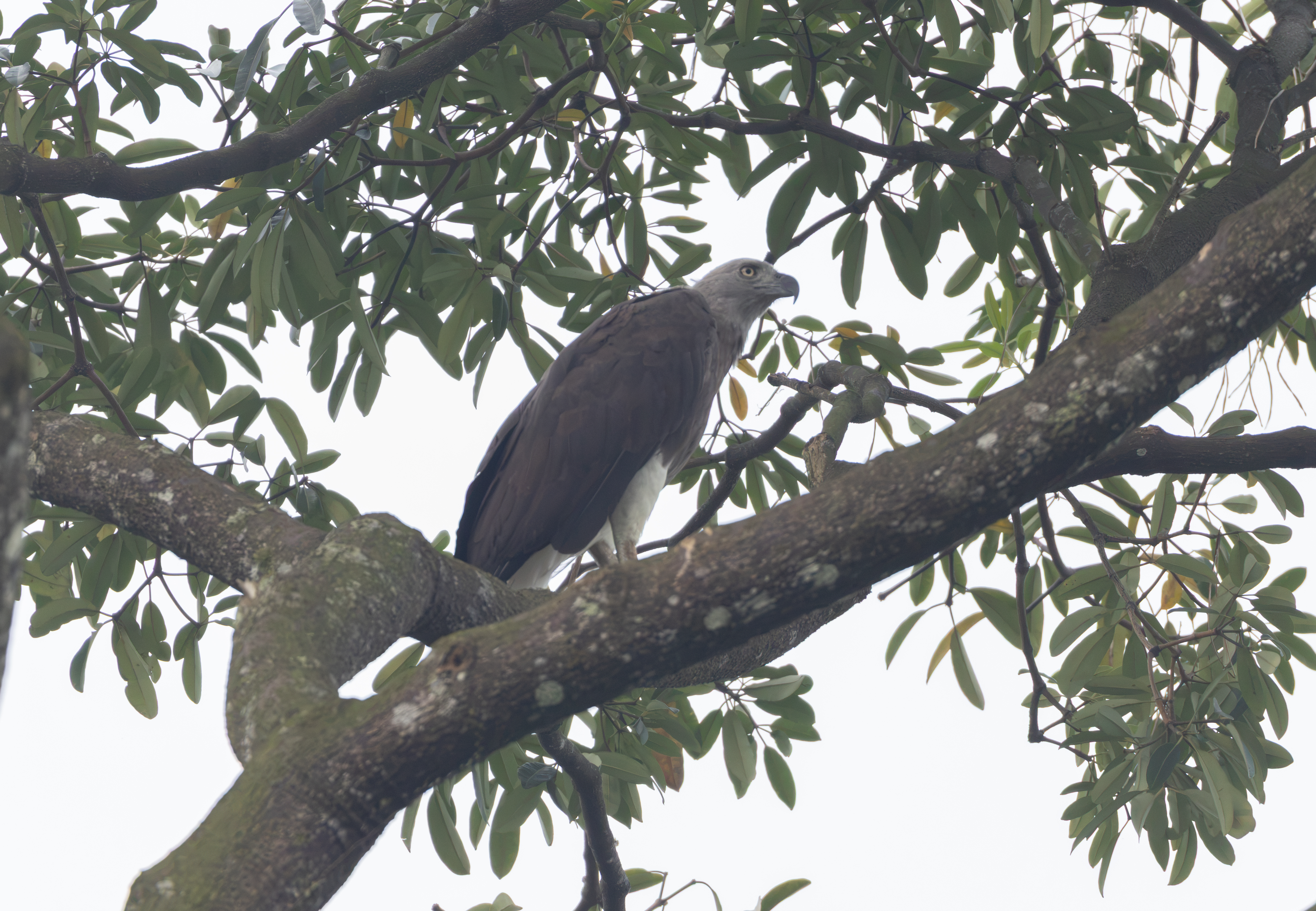 Gray-headed Fish-Eagle