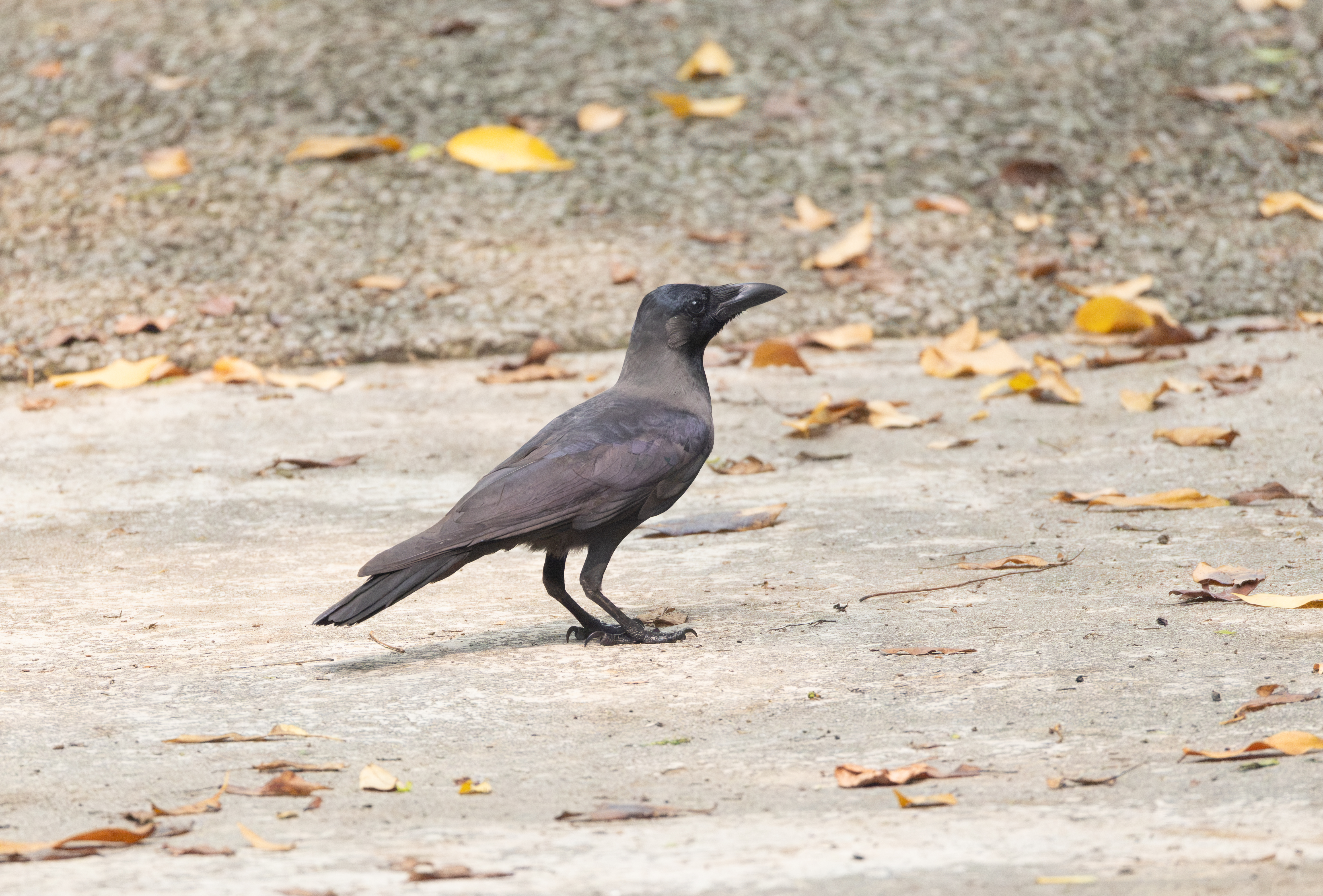 House Crow