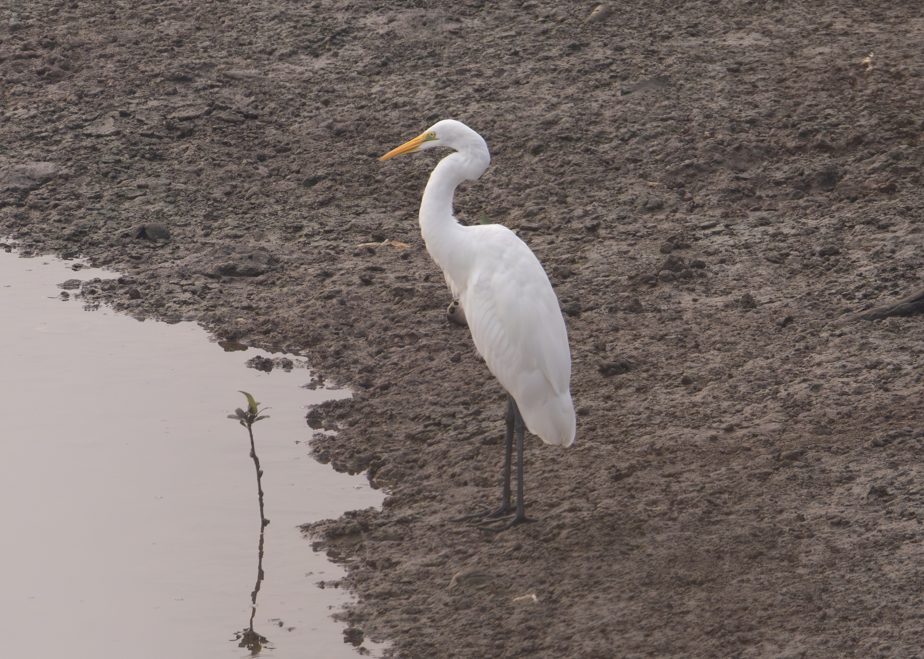 Medium Egret