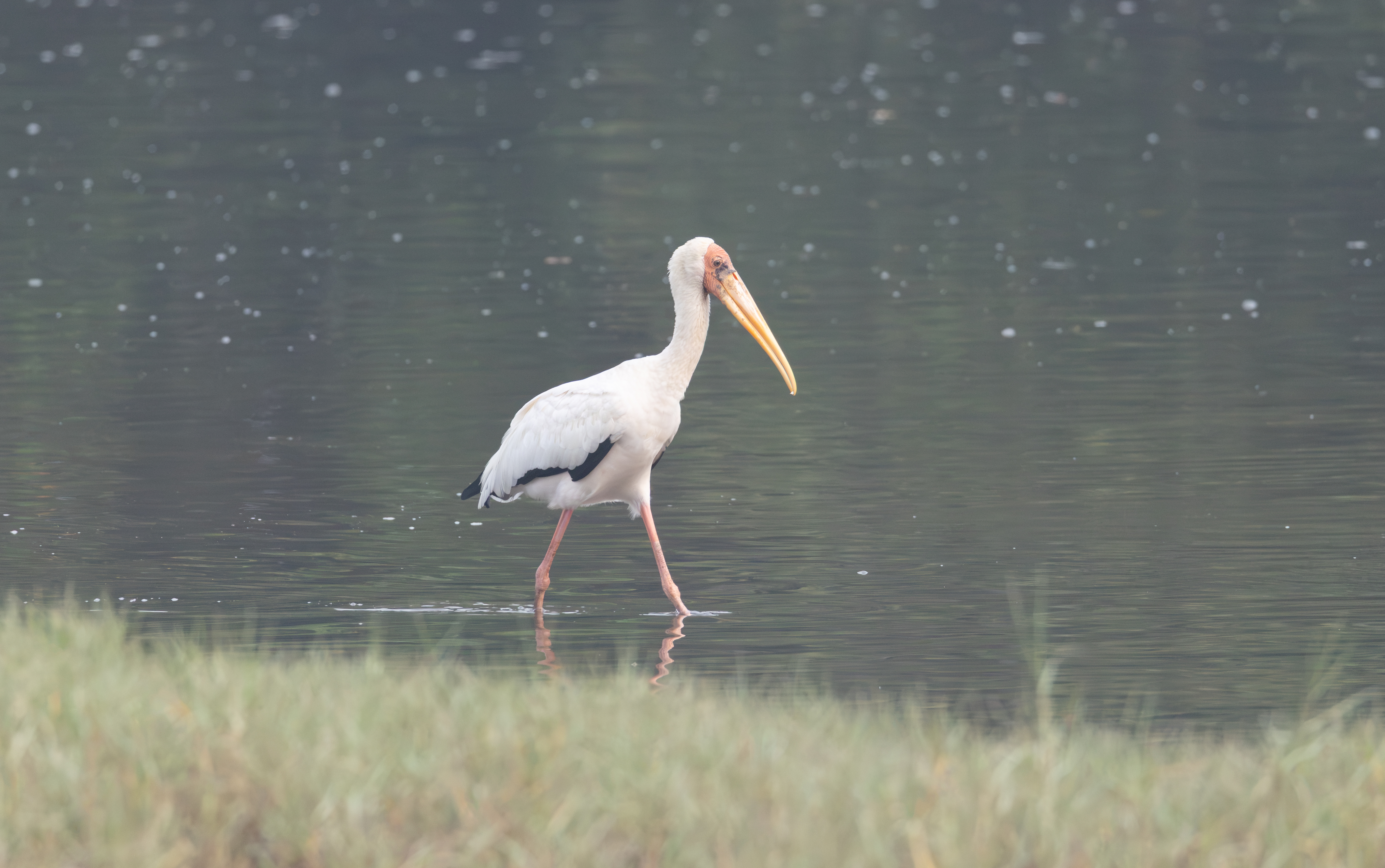 Milky Stork