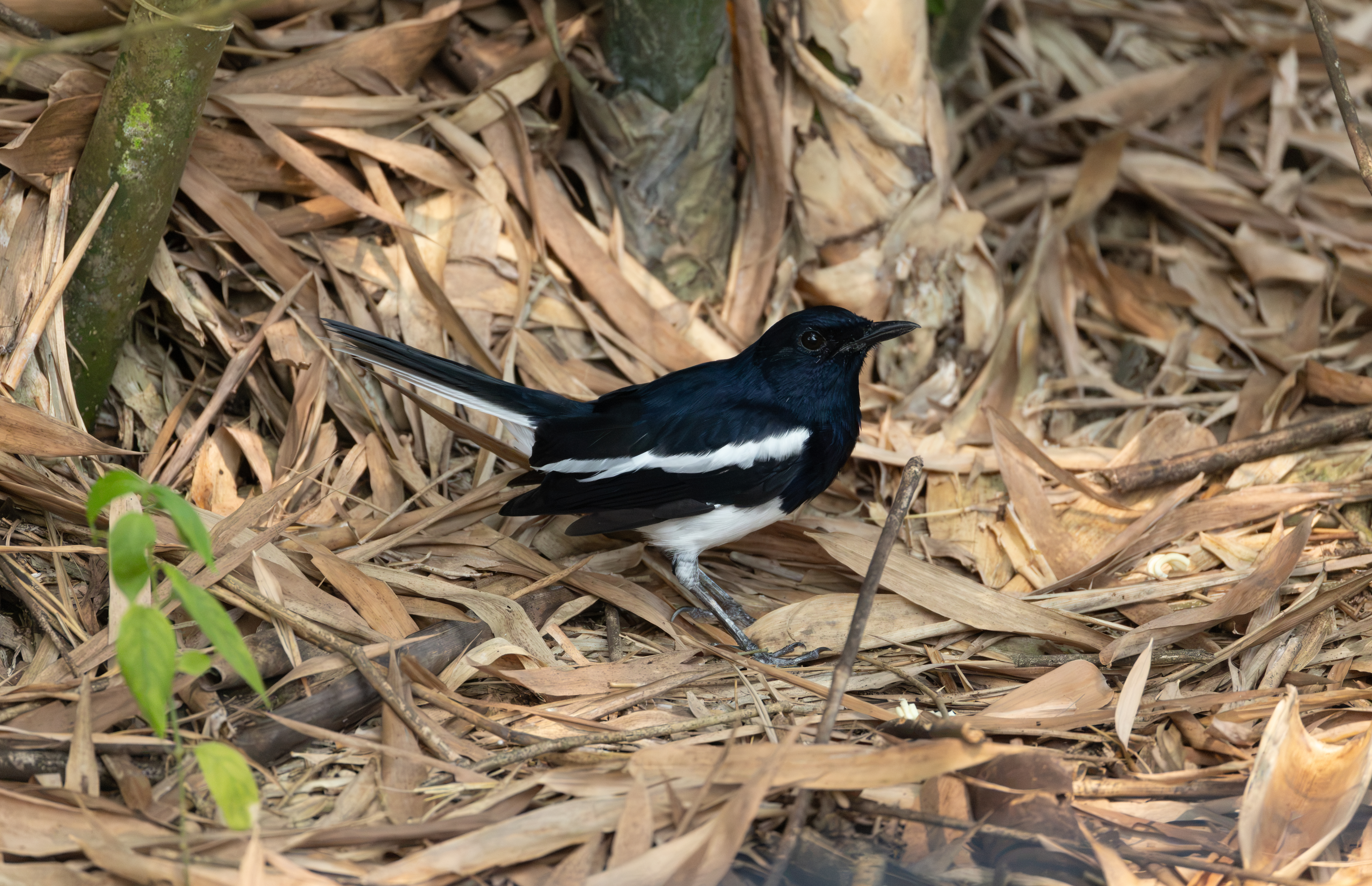 Oriental Magpie-Robin