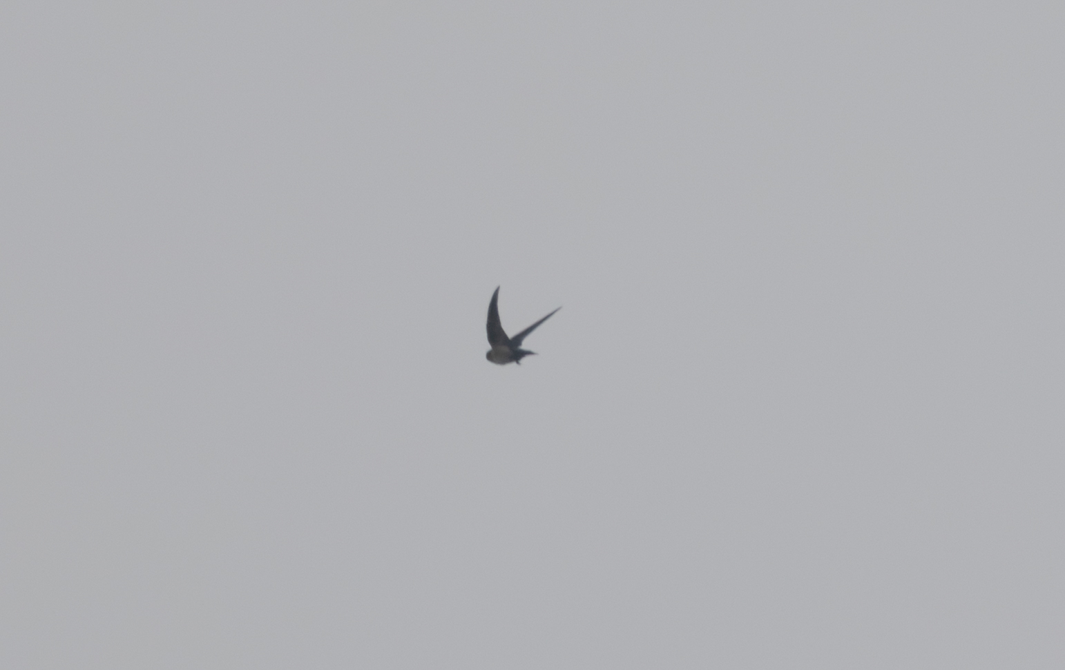 Pacific Swallow