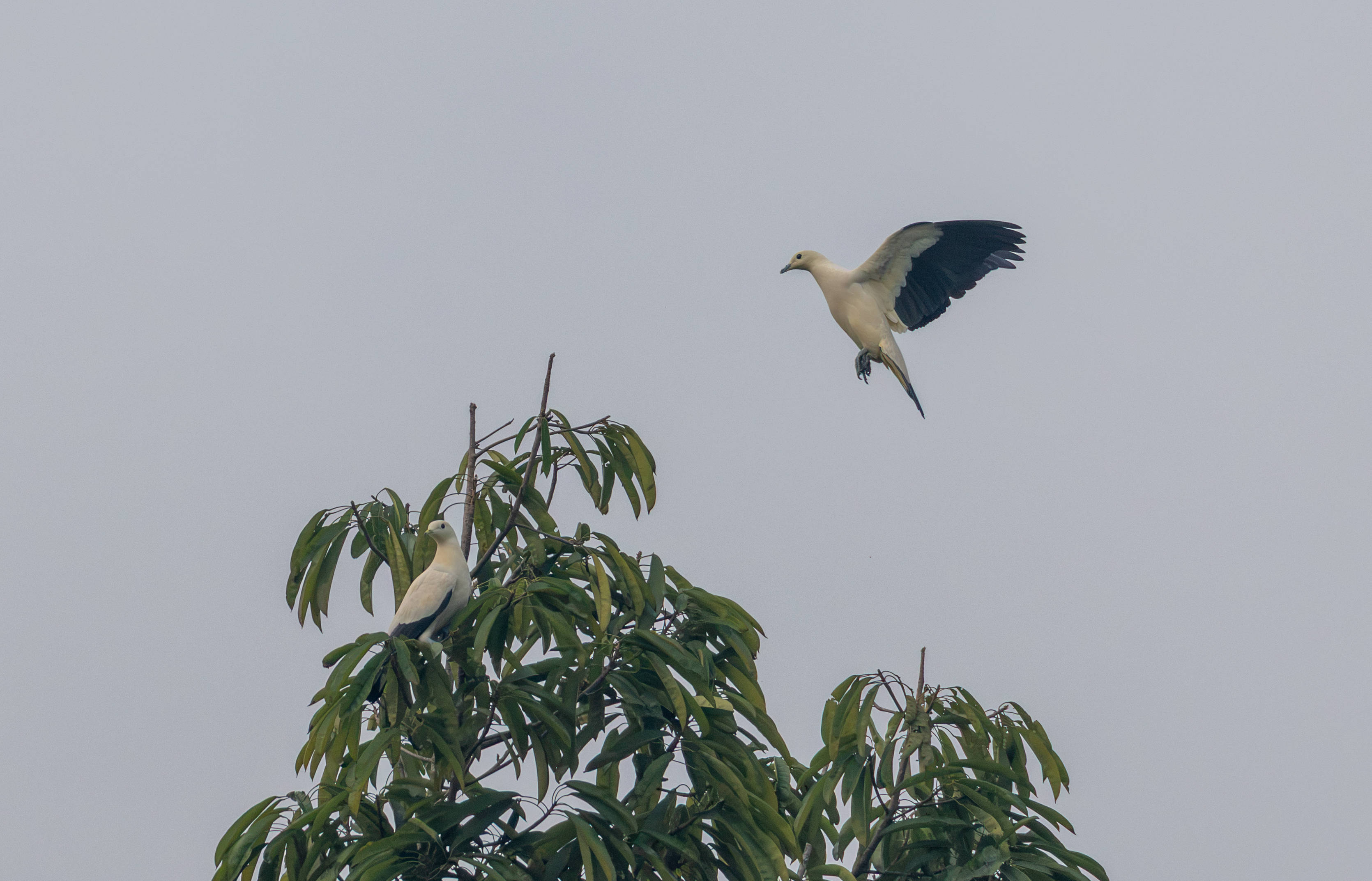Pied-imperial Pigeon