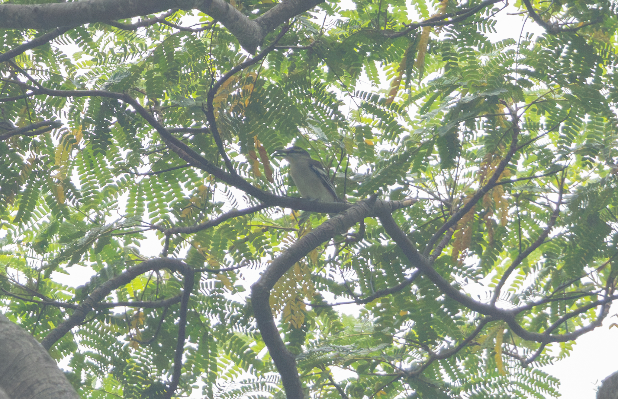 Pied Triller