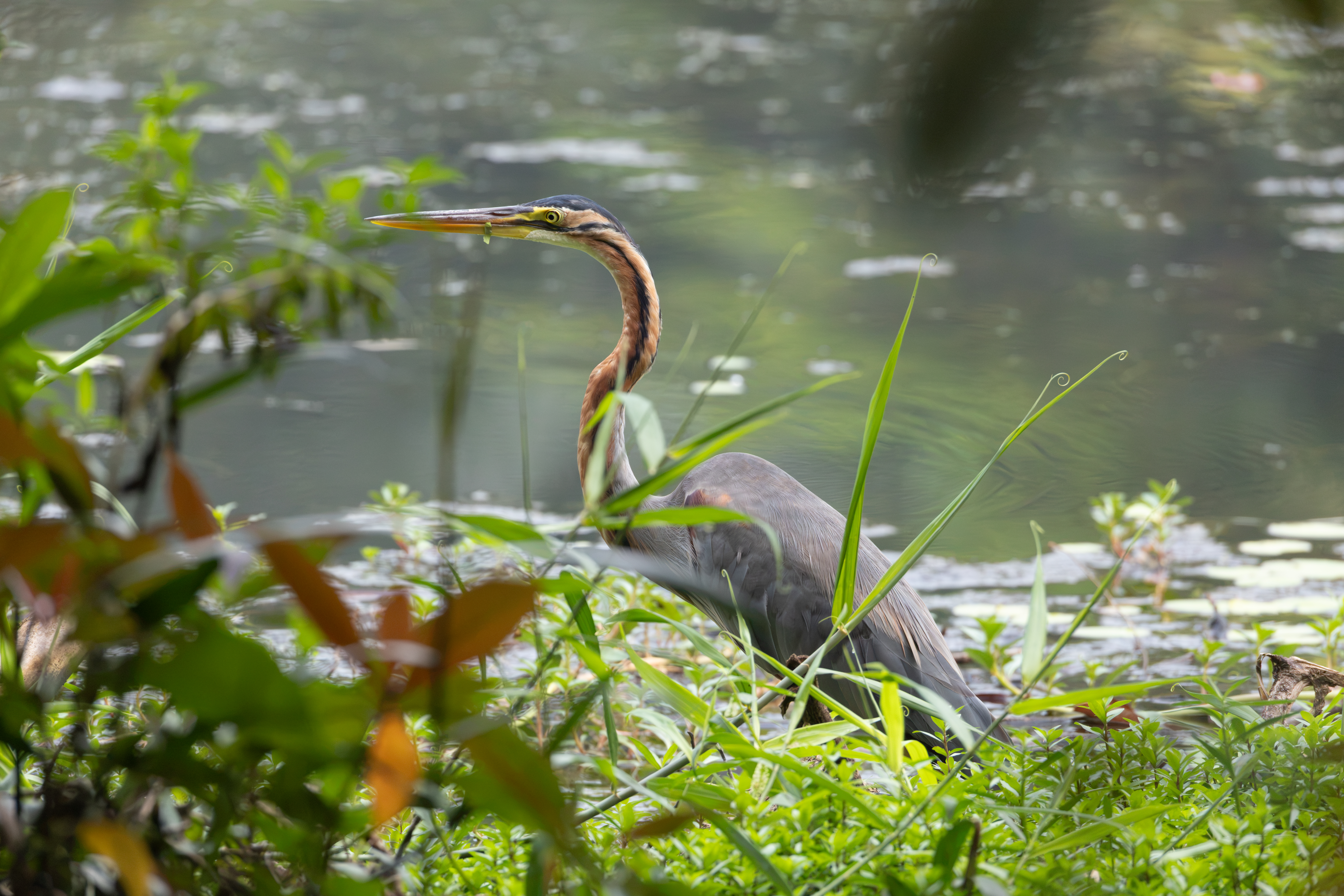 Purple Heron