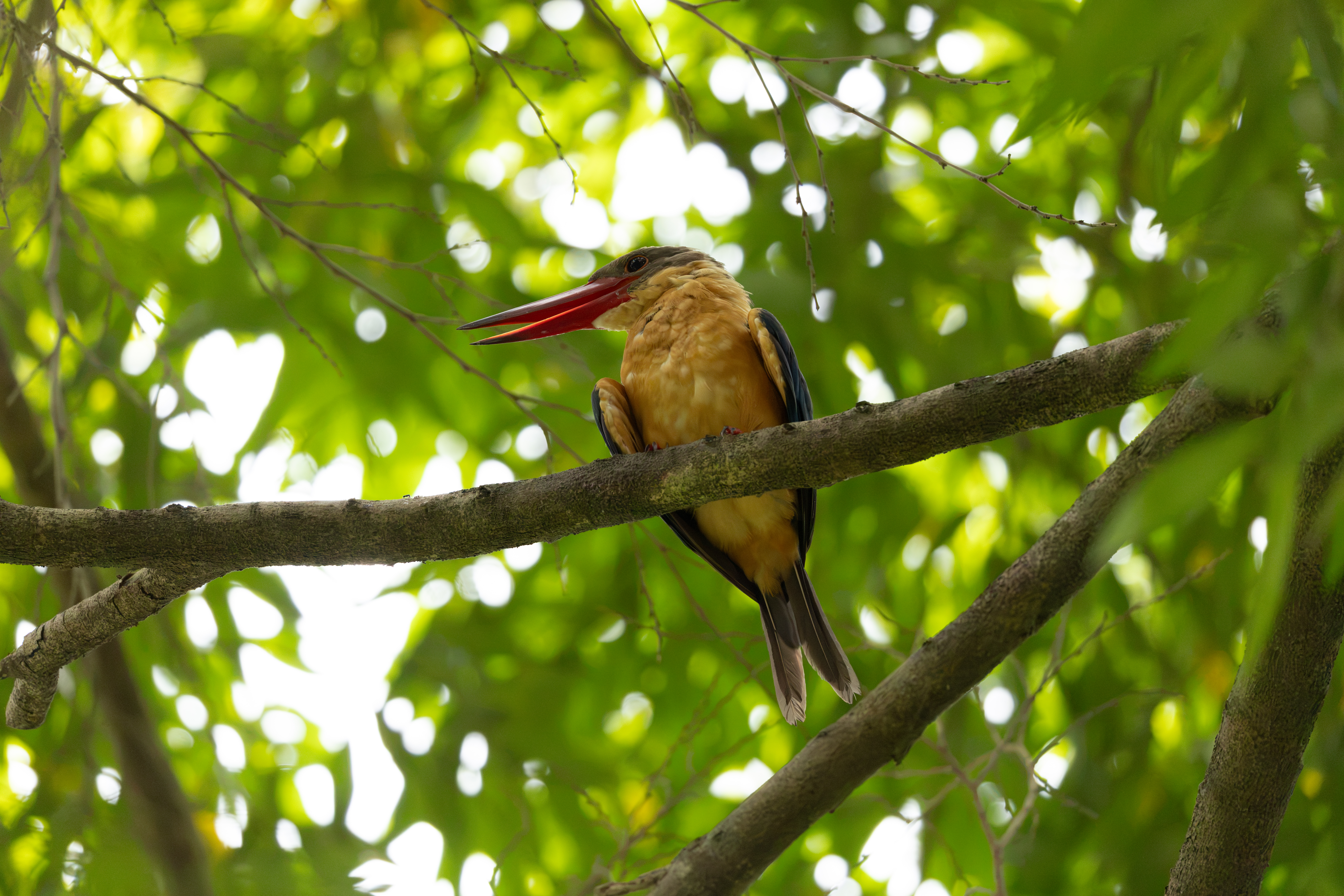 Stork-billed Kingfisher