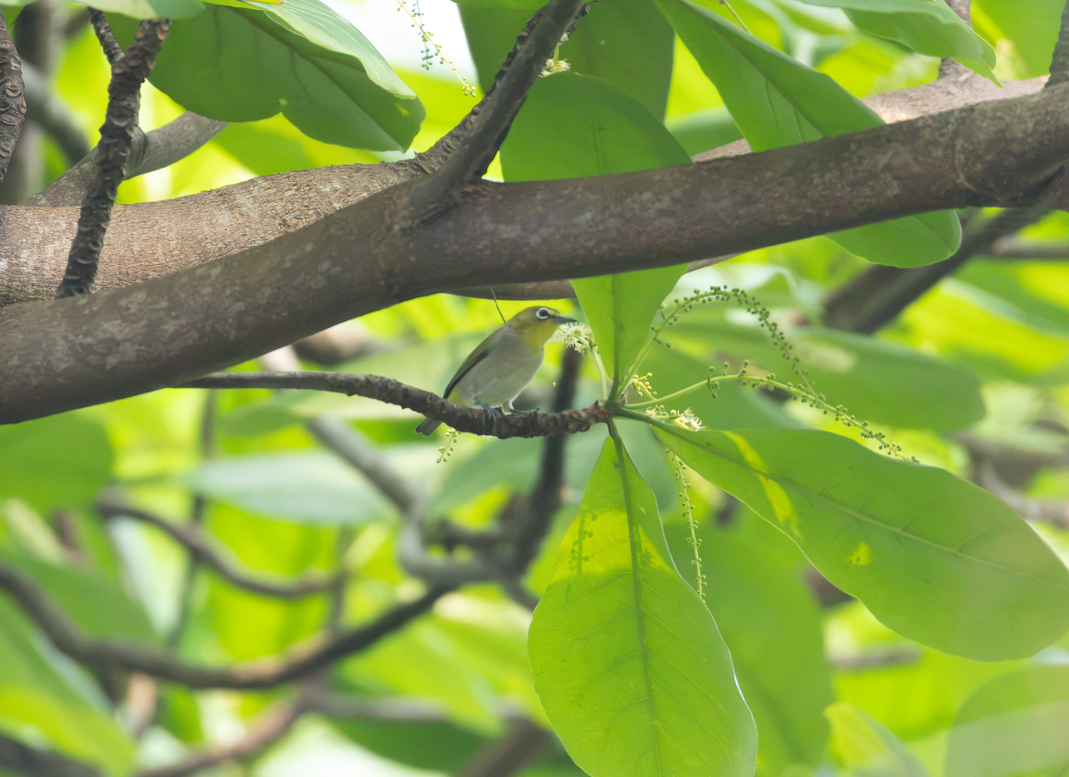 Swinhoe’s White-eye