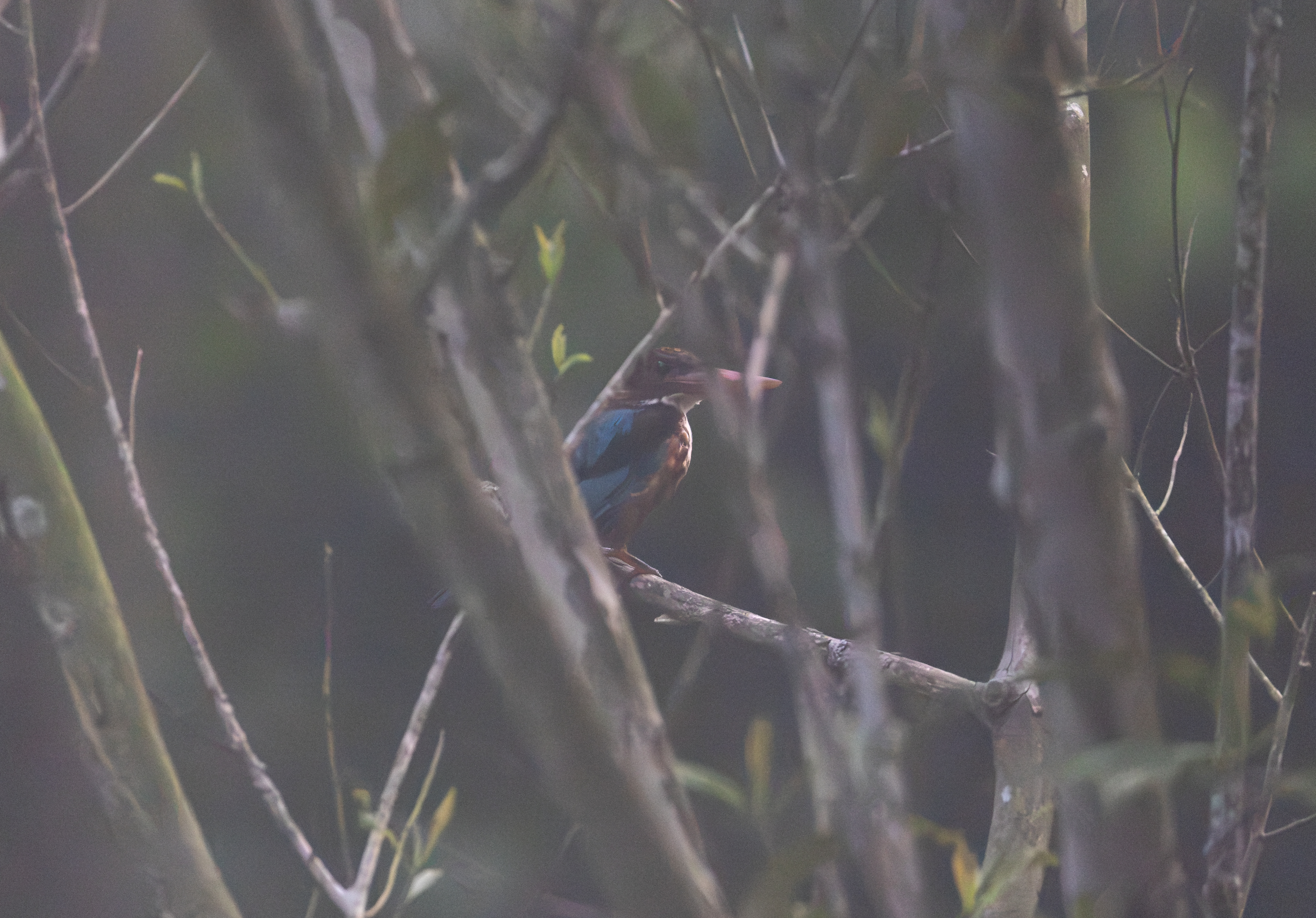White-throated Kingfisher