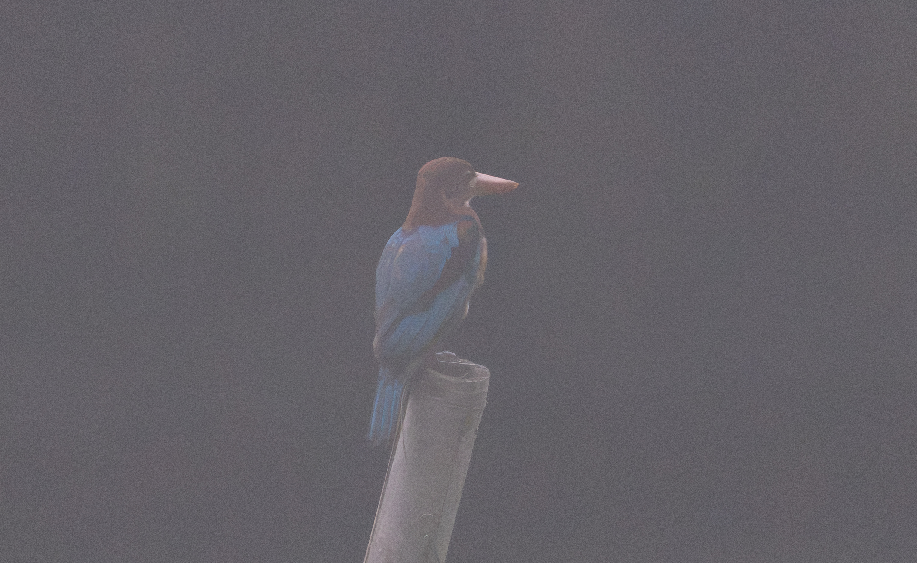 White-throated Kingfisher