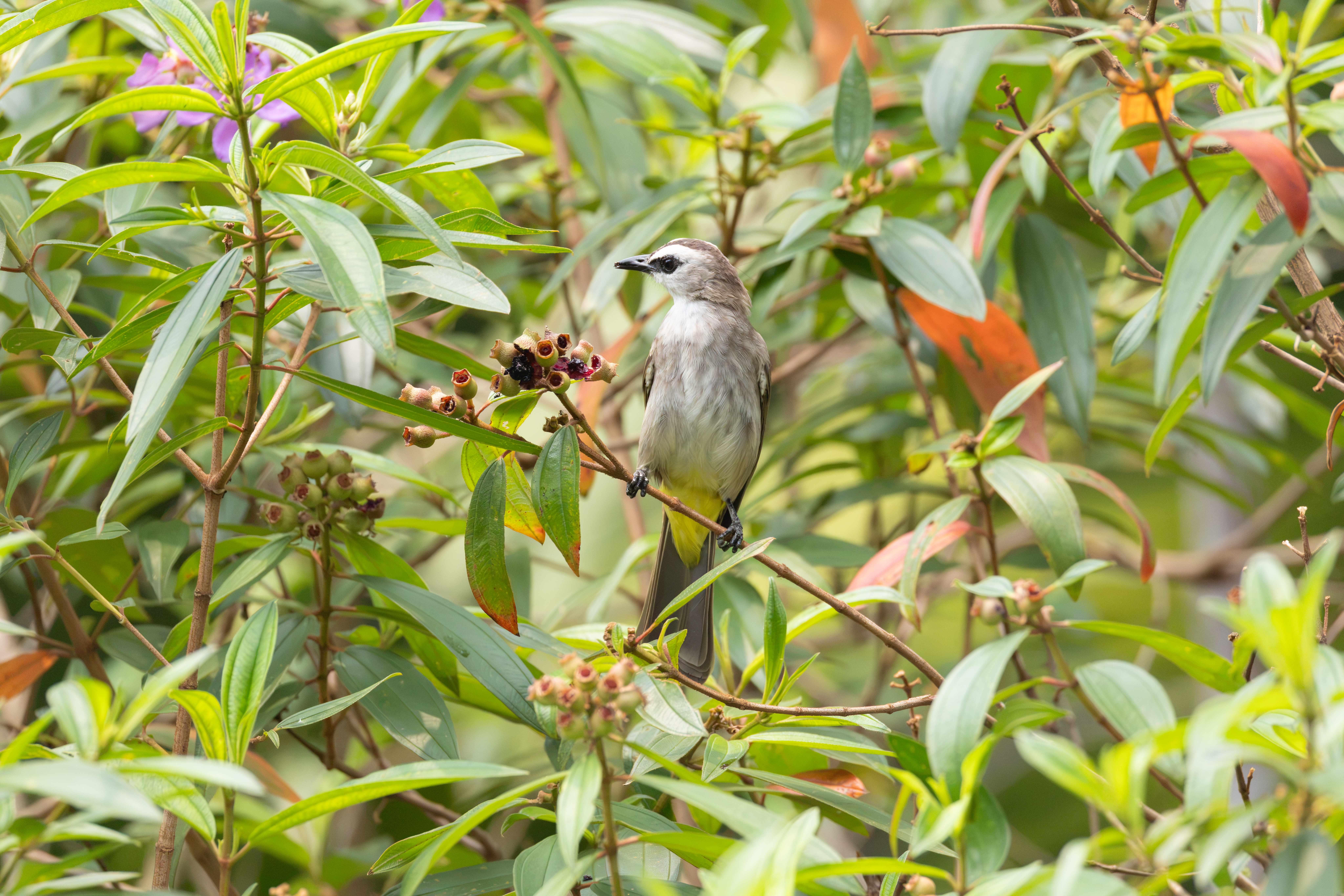 Yellow-vented Bulbul
